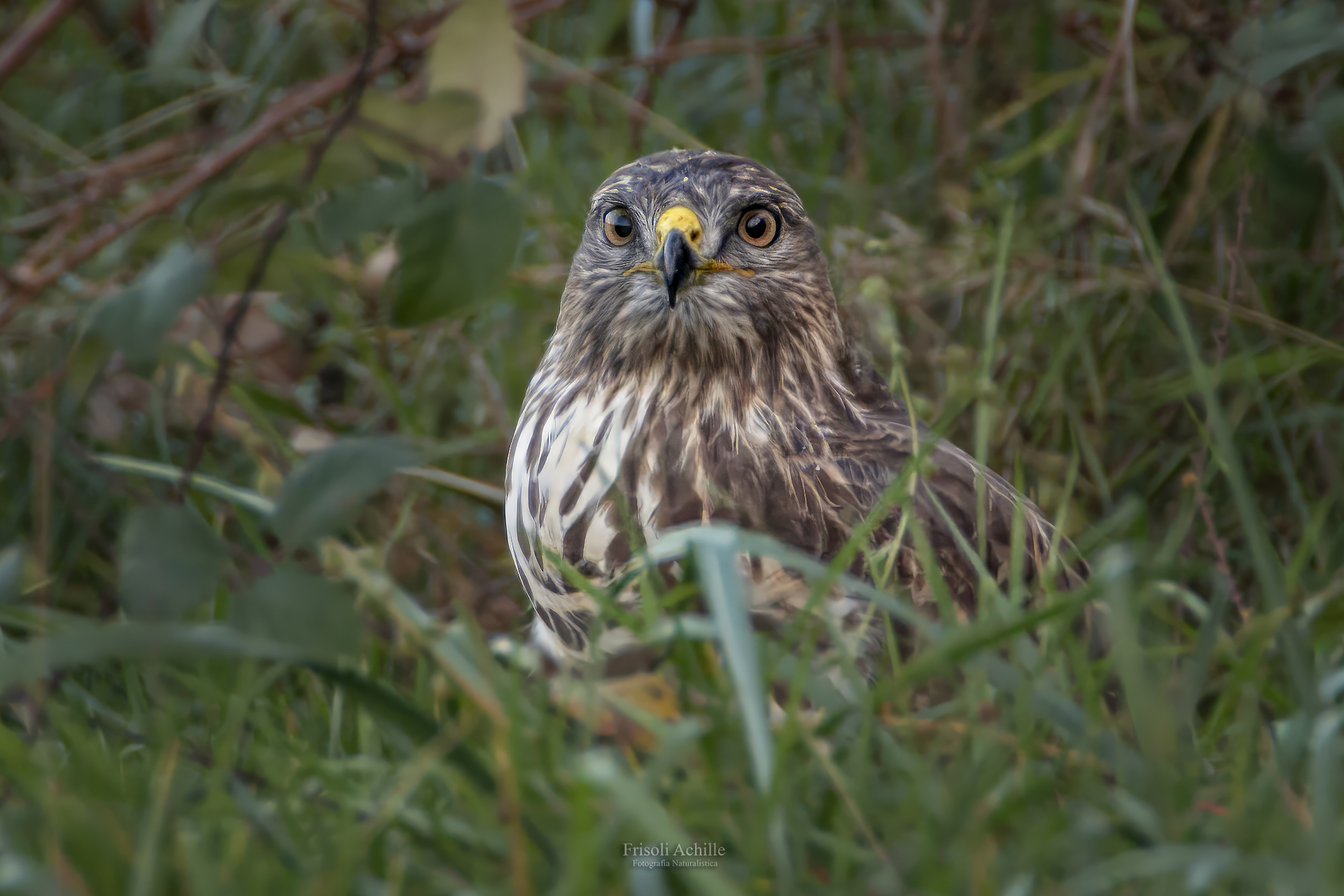 Buzzard