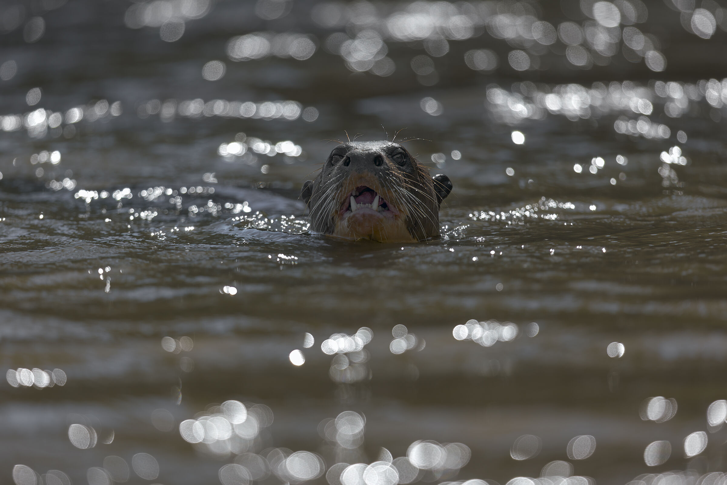 Lontra controluce