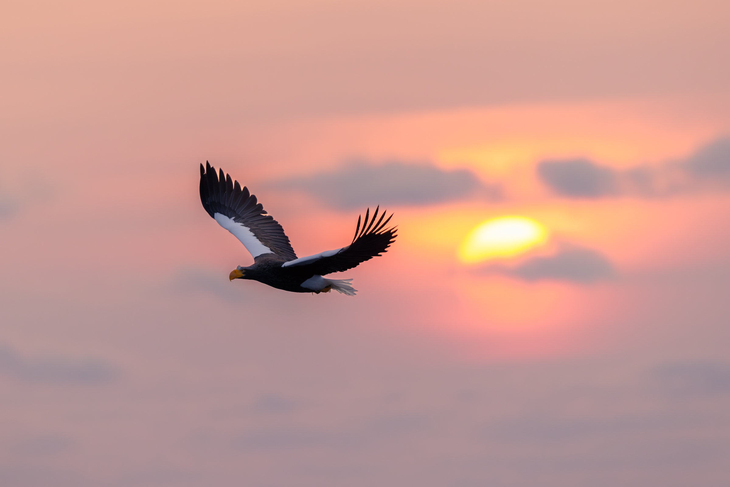 Steller at sunset