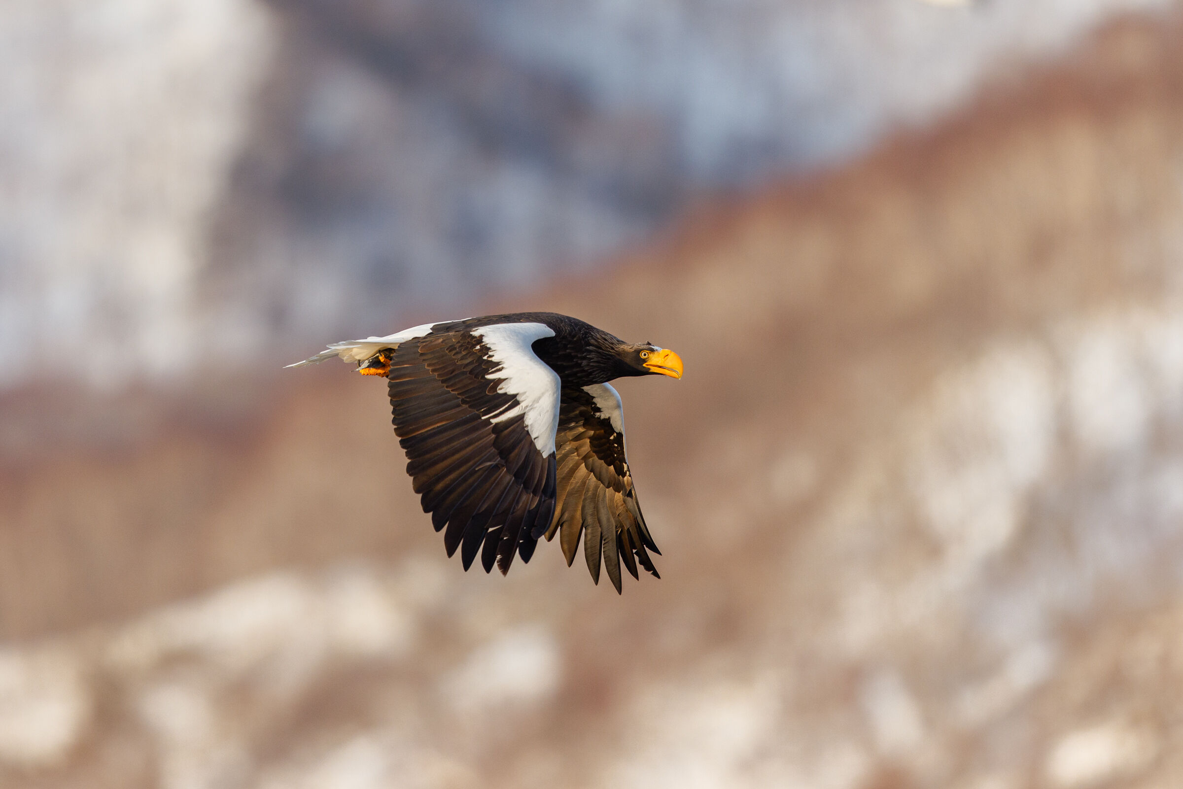 Steller's Eagle