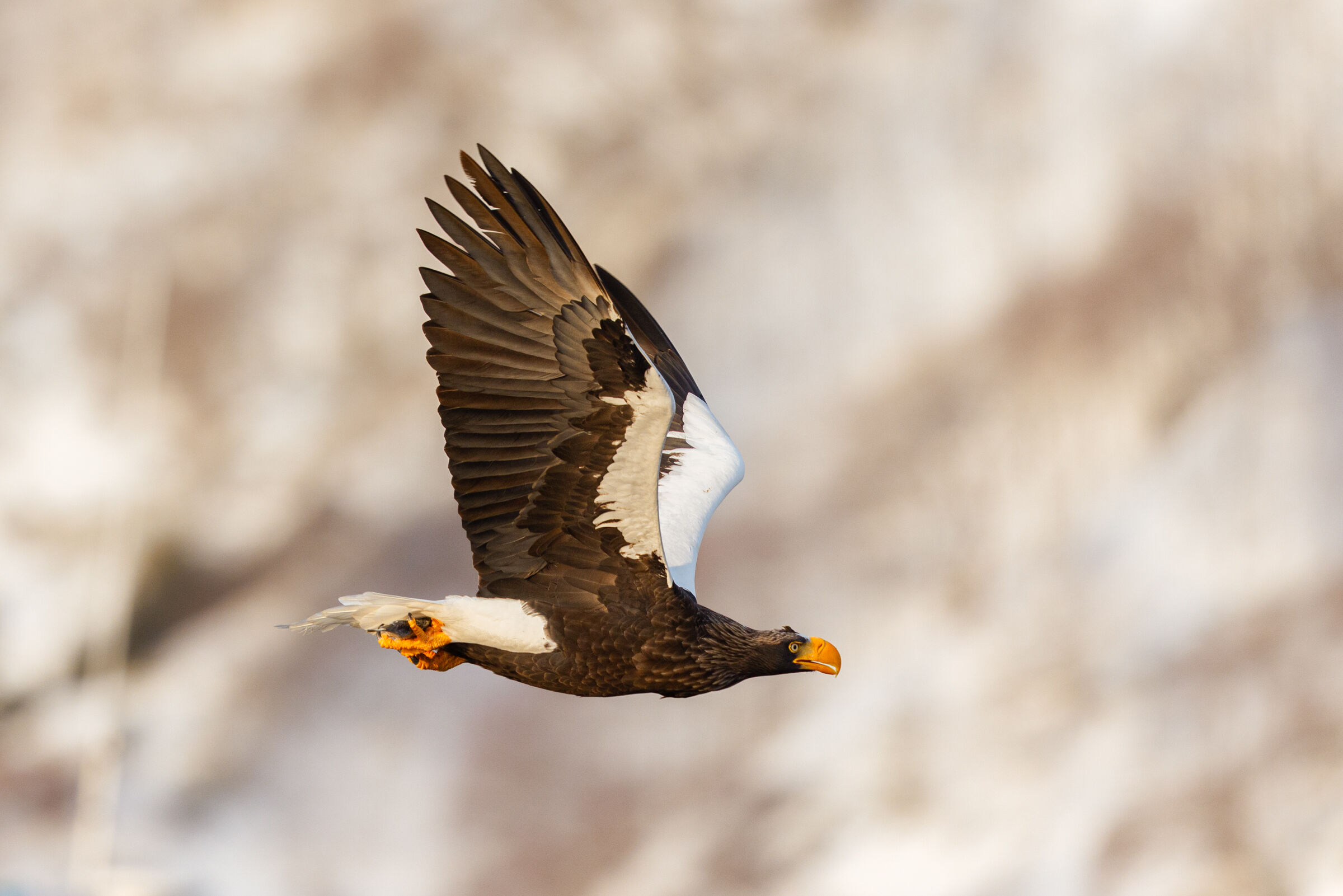 Steller's Eagle II