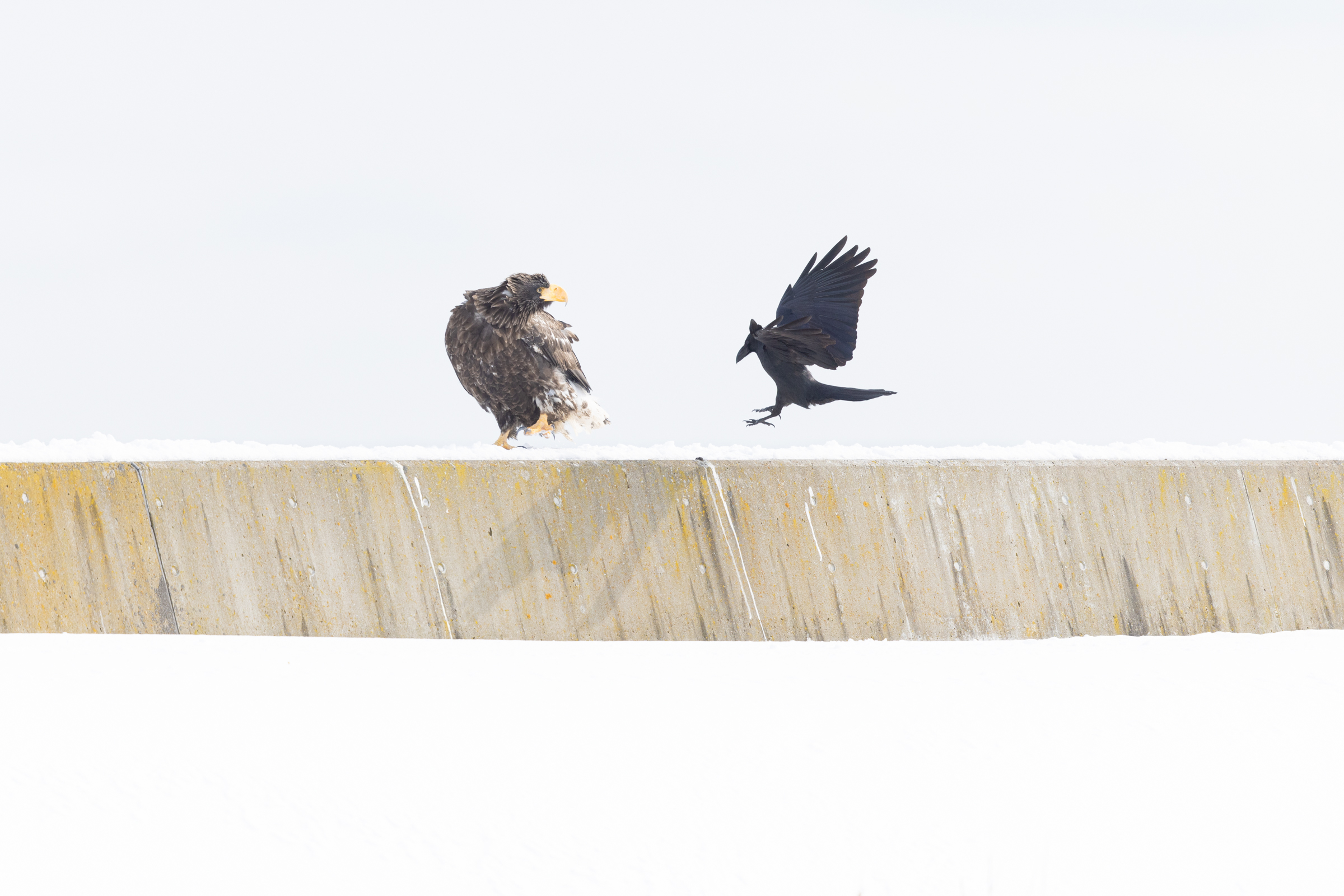 Annoying crow