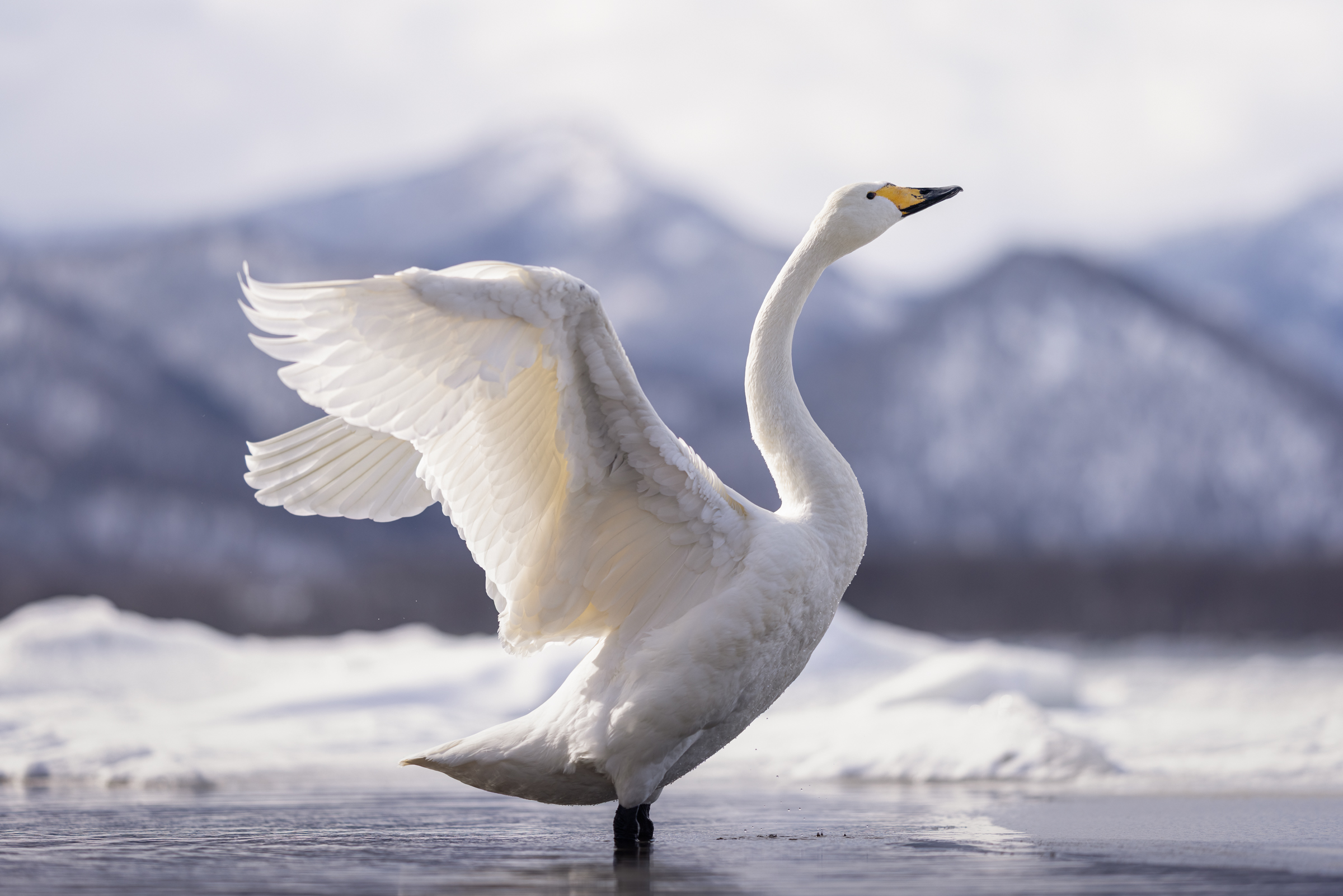Backlit swan