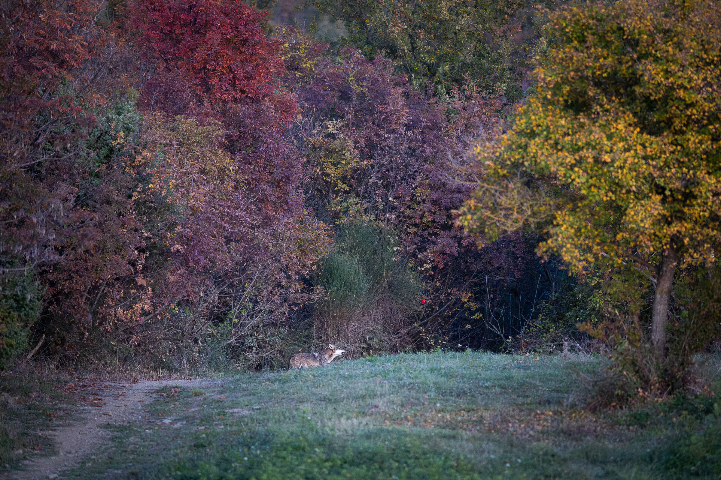 Young wolf howls