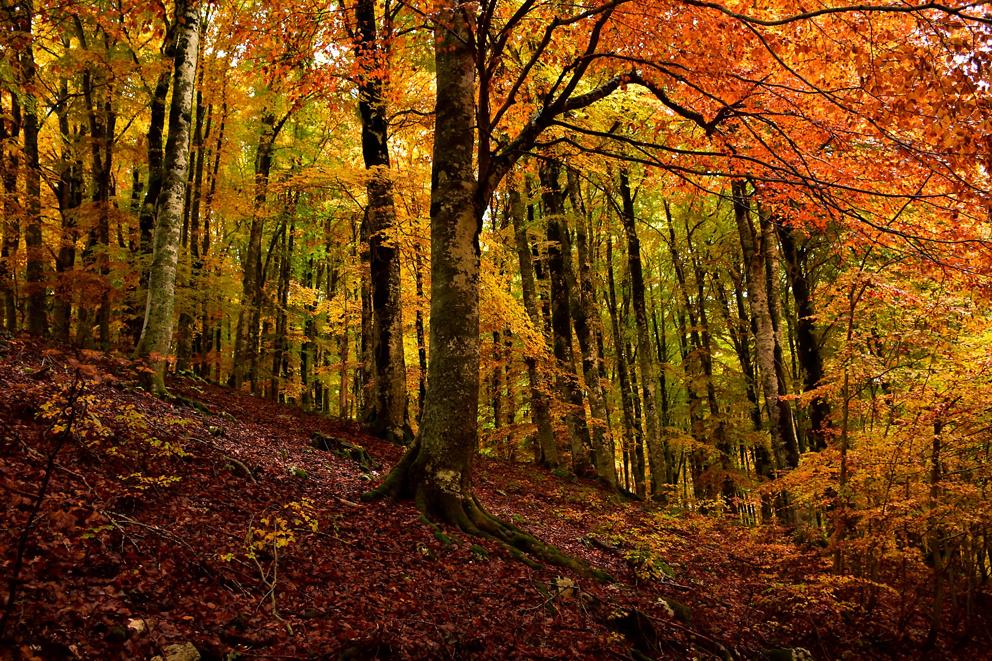 ... La favolosa foresta di faggi...