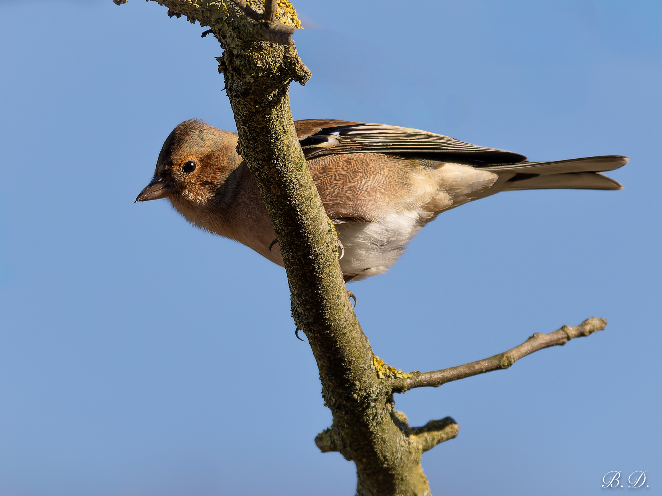 Fringilla coelebs