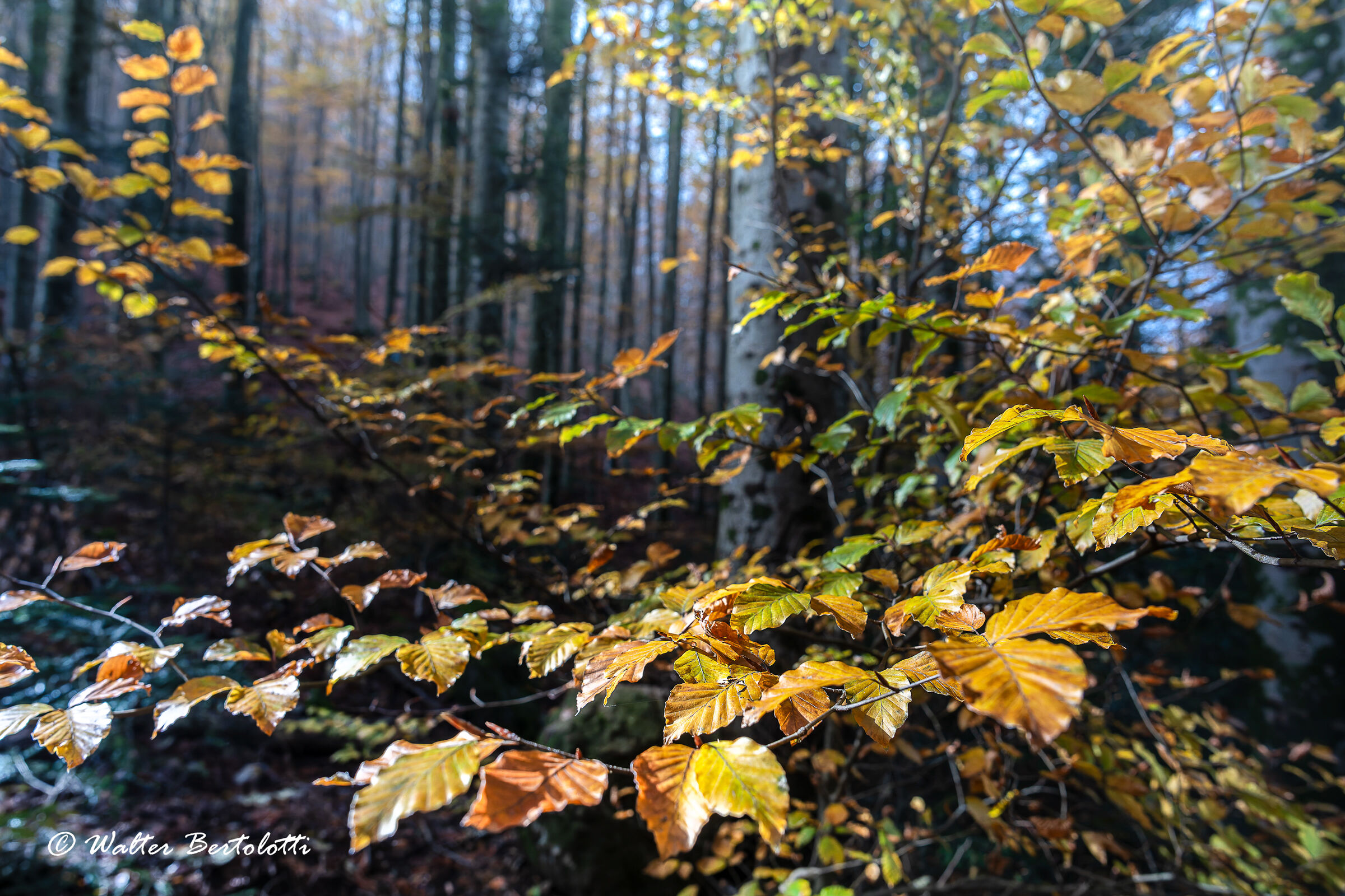 autunno sull'Amiata