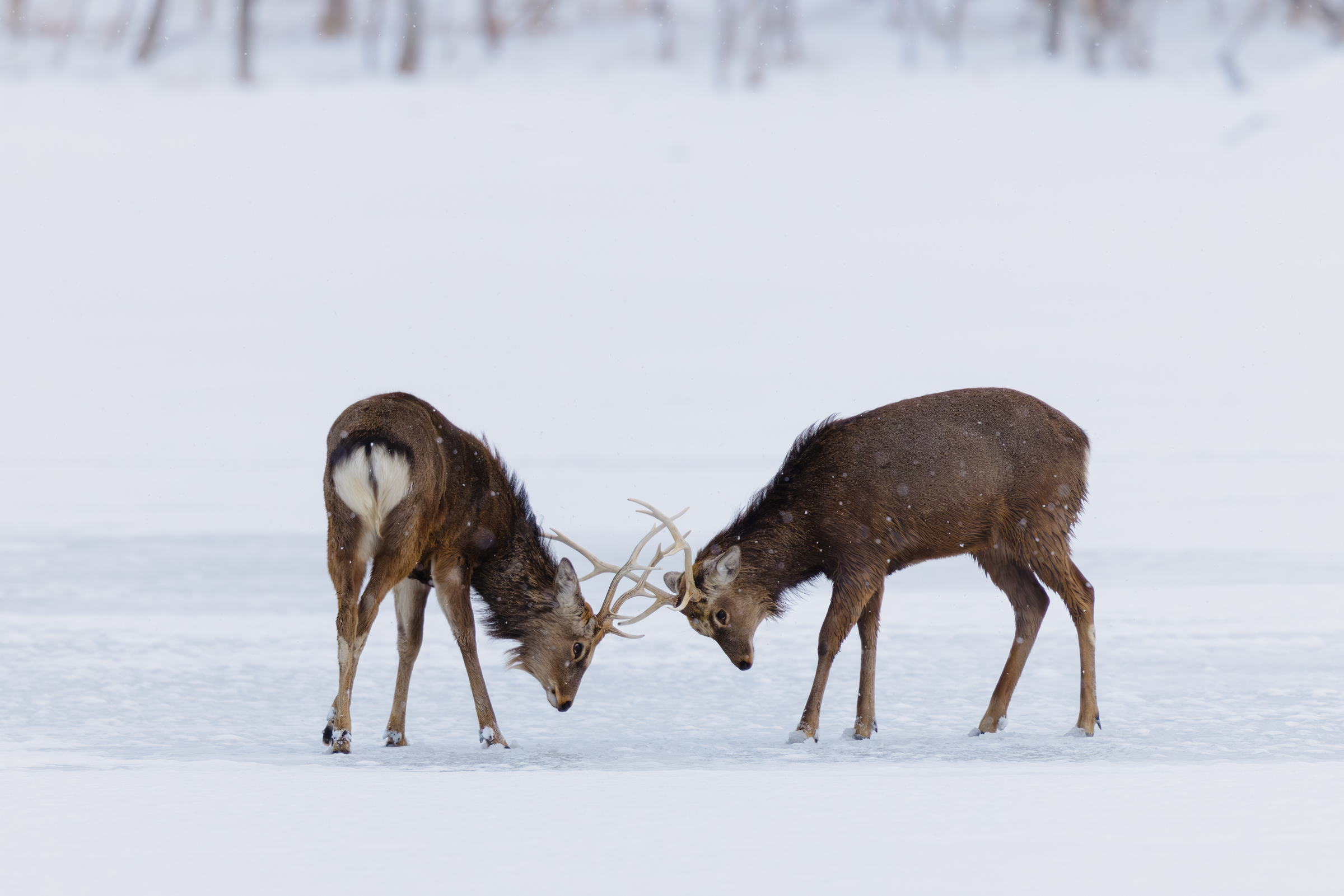 Sika Deer