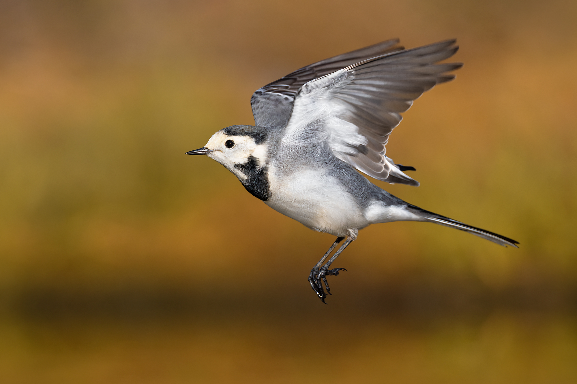 White wagtail