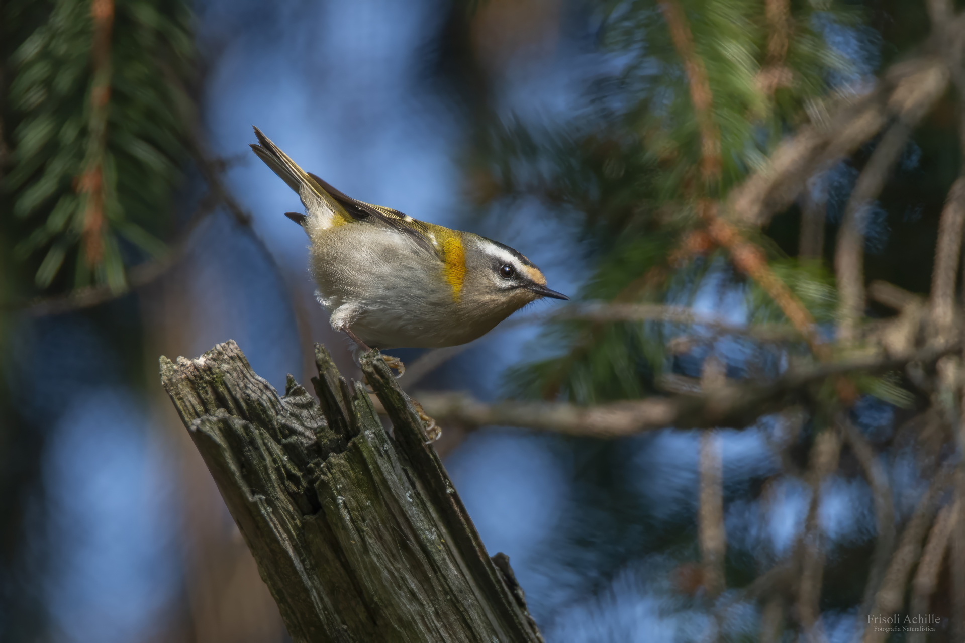 Firecrest