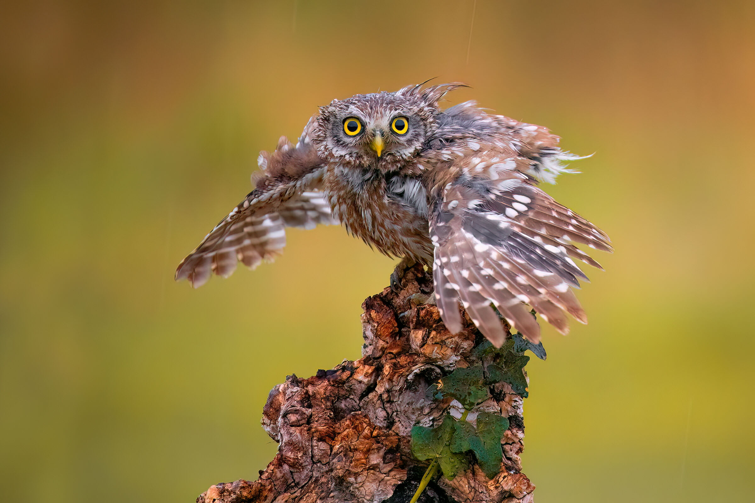 owl
