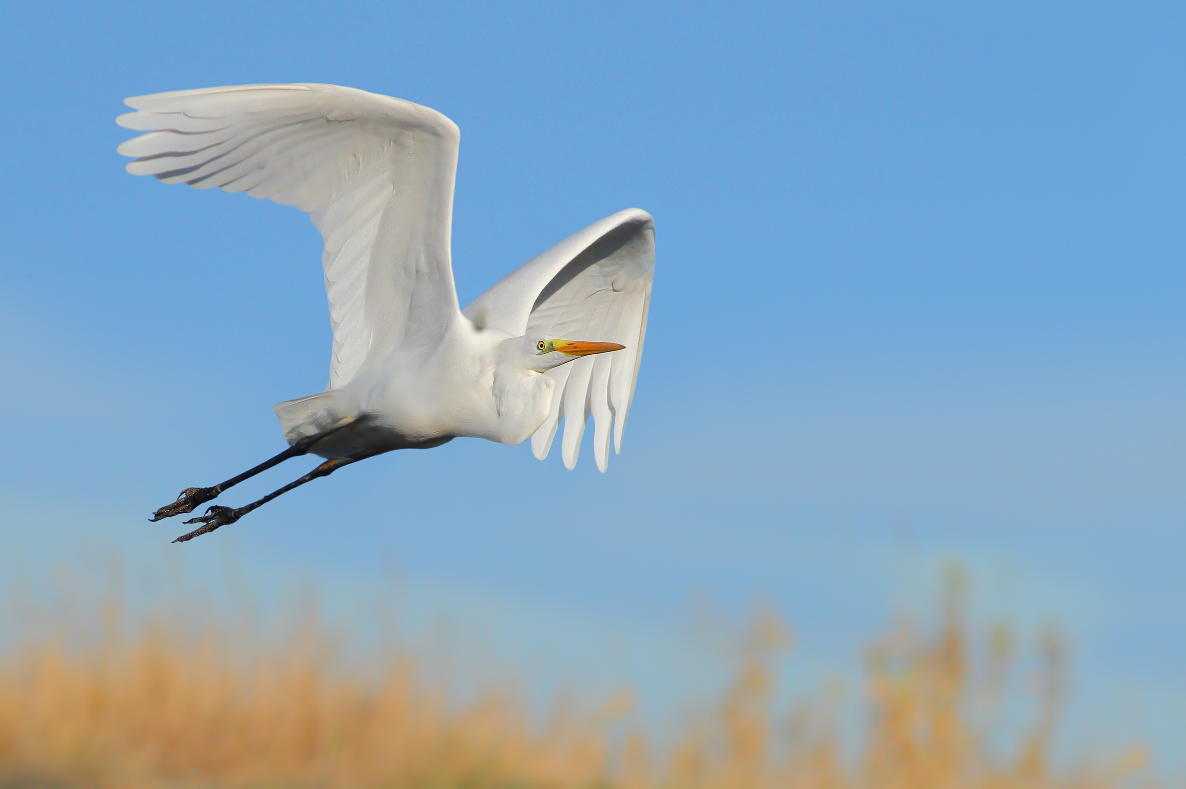 Airone bianco.