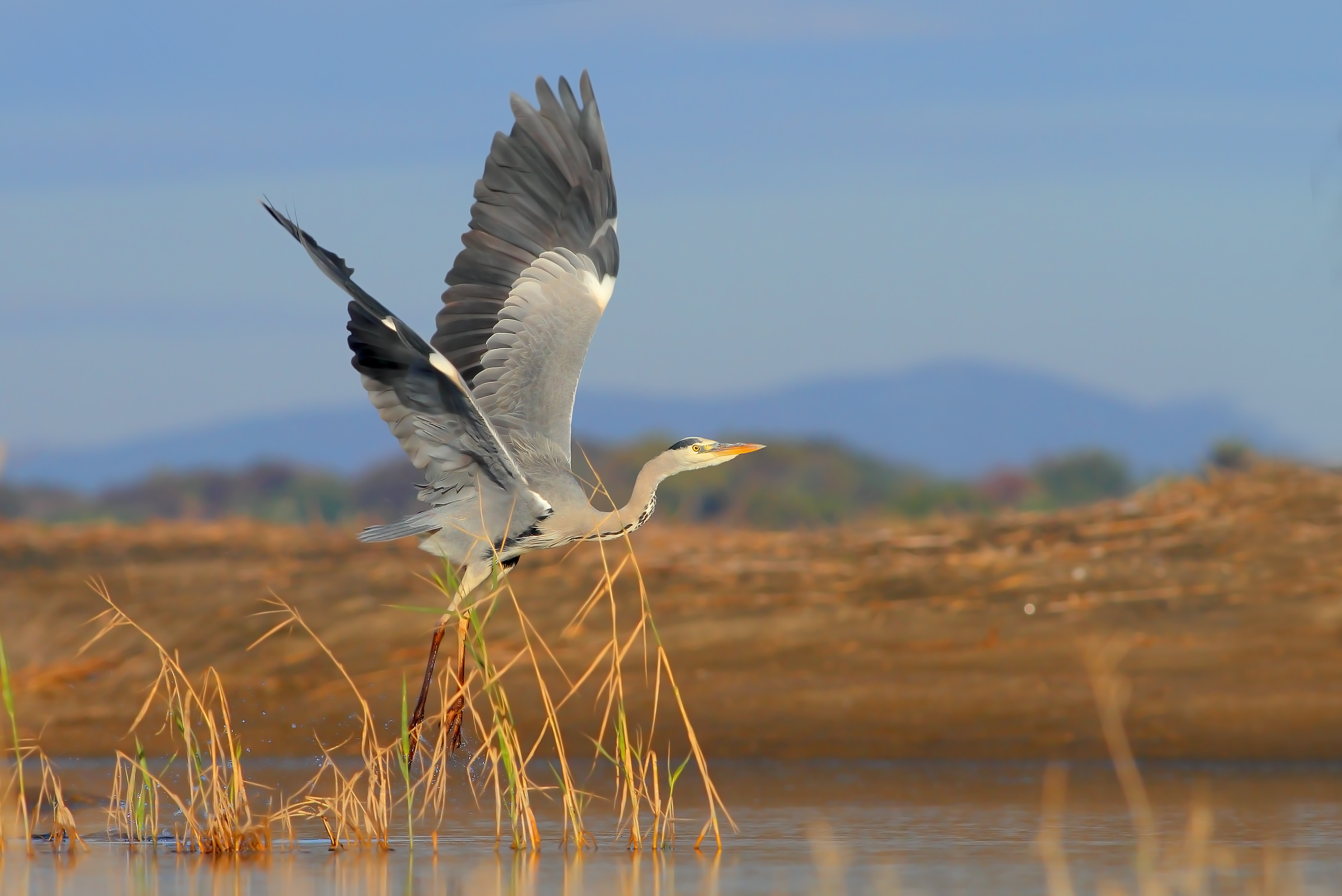 Grey heron.