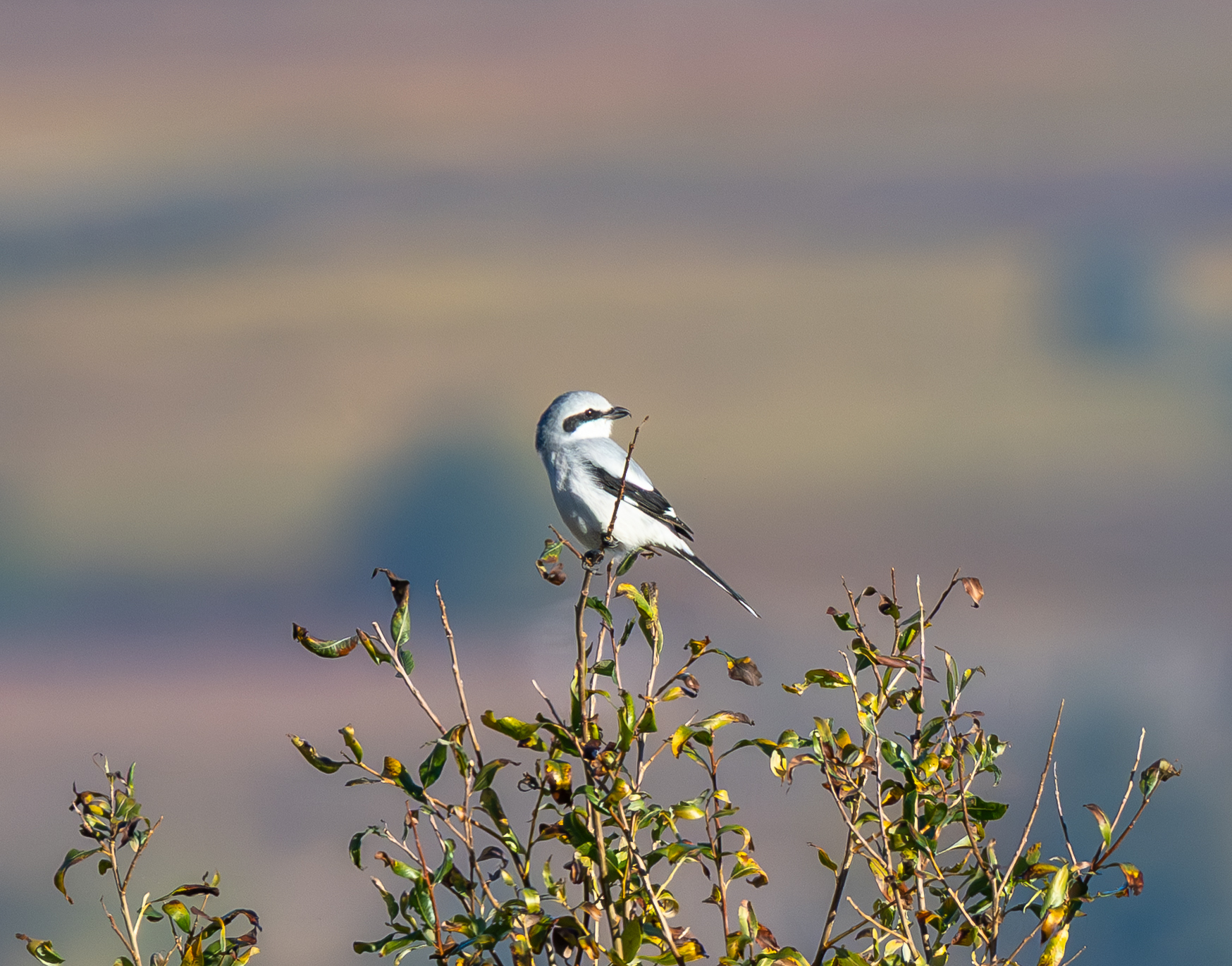Great grey shrike