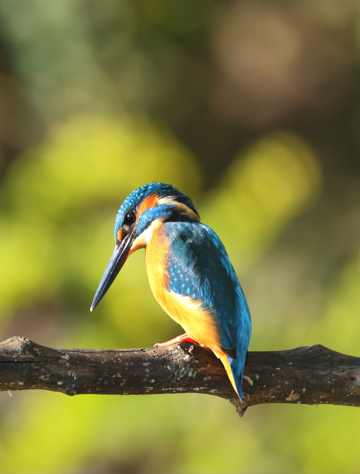 Kingfisher at the Lipu Cave oasis in Gaggio