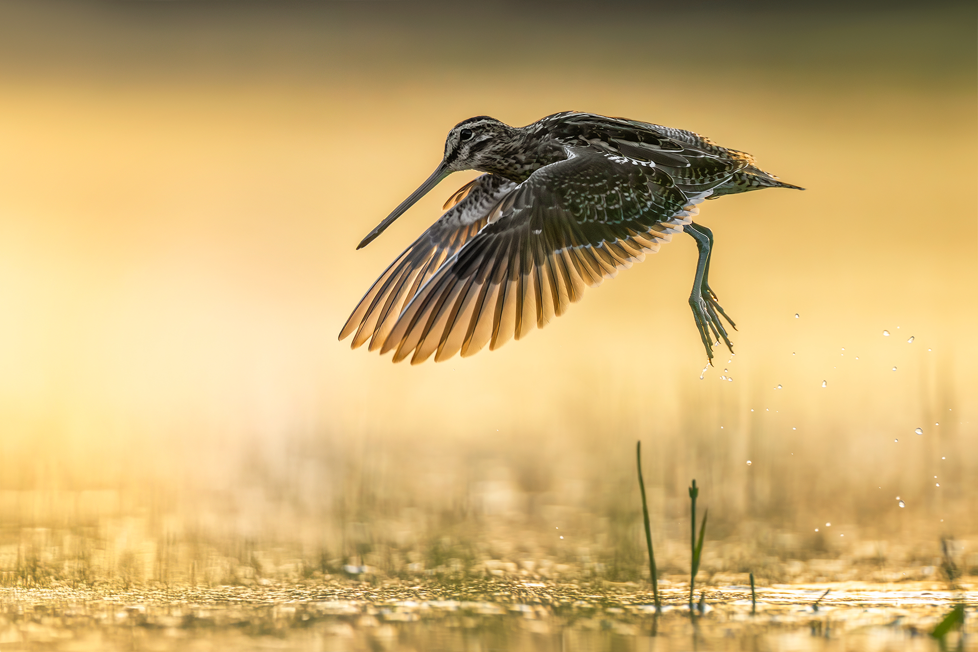 Snipe fledging against the light in the evening
