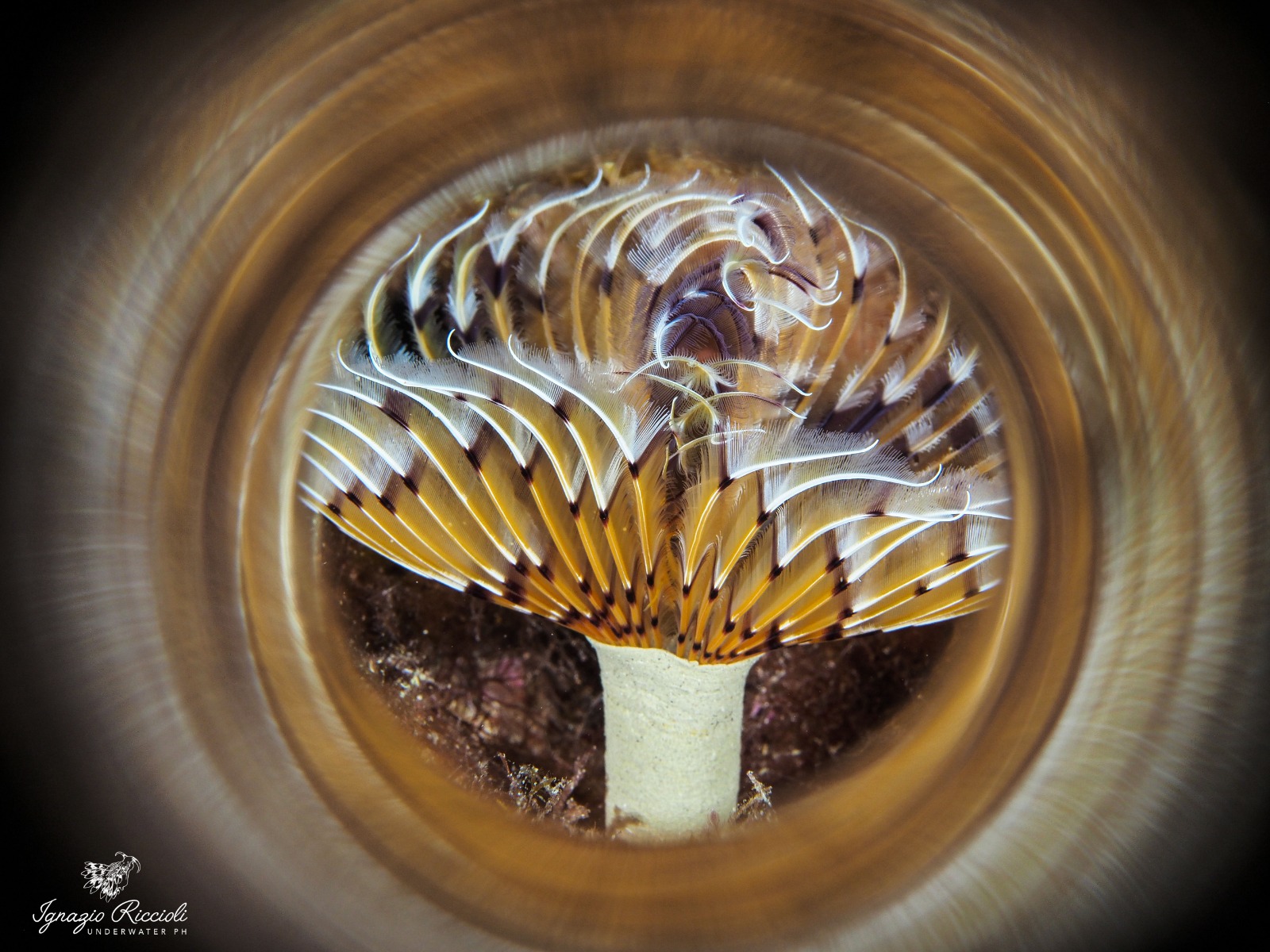 Sabella spallanzanii