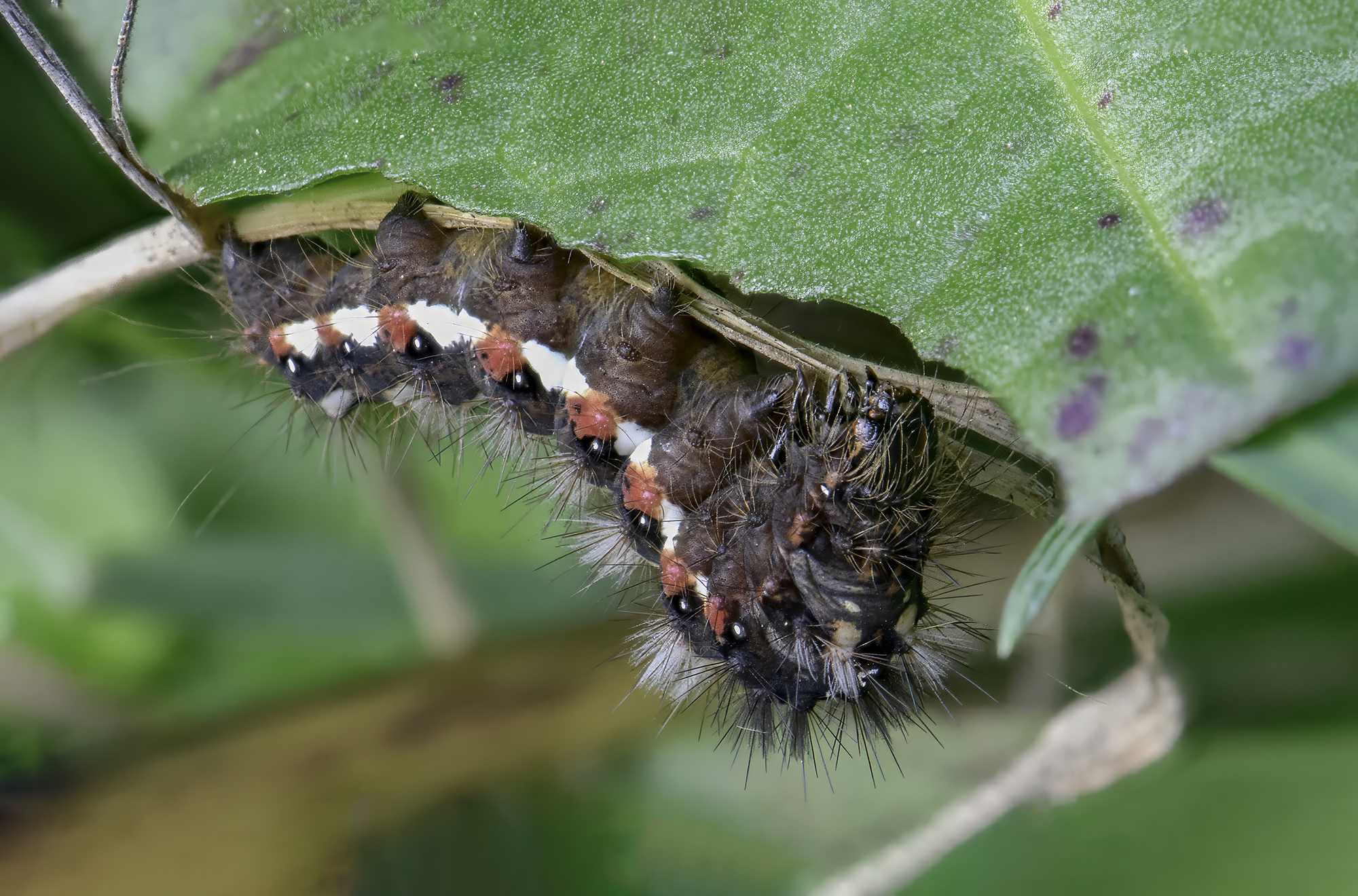 Acronicta rumicis