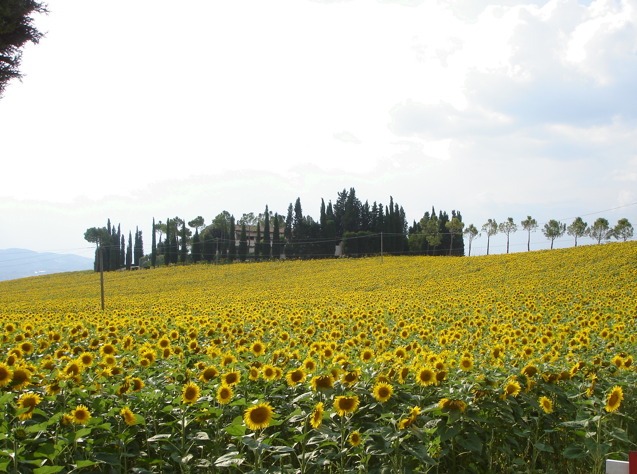 Umbrian countryside