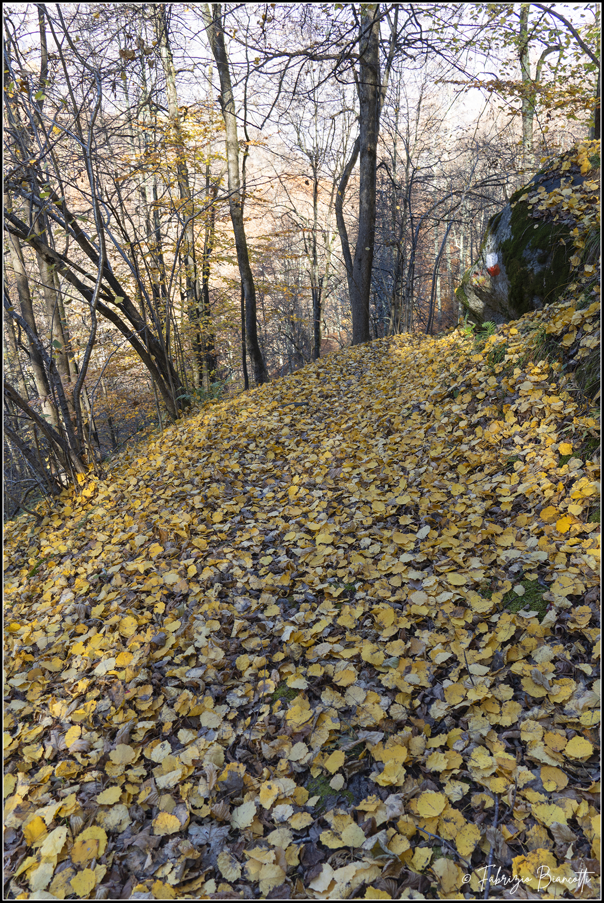 A carpet of leaves