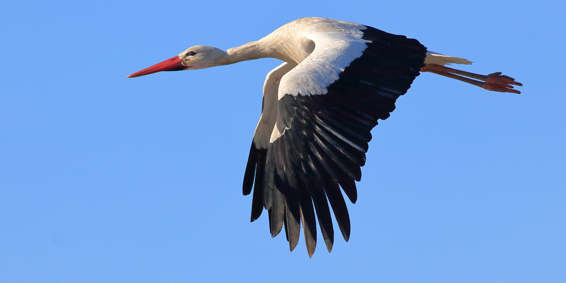 Cigüeña, Ciconia Ciconia