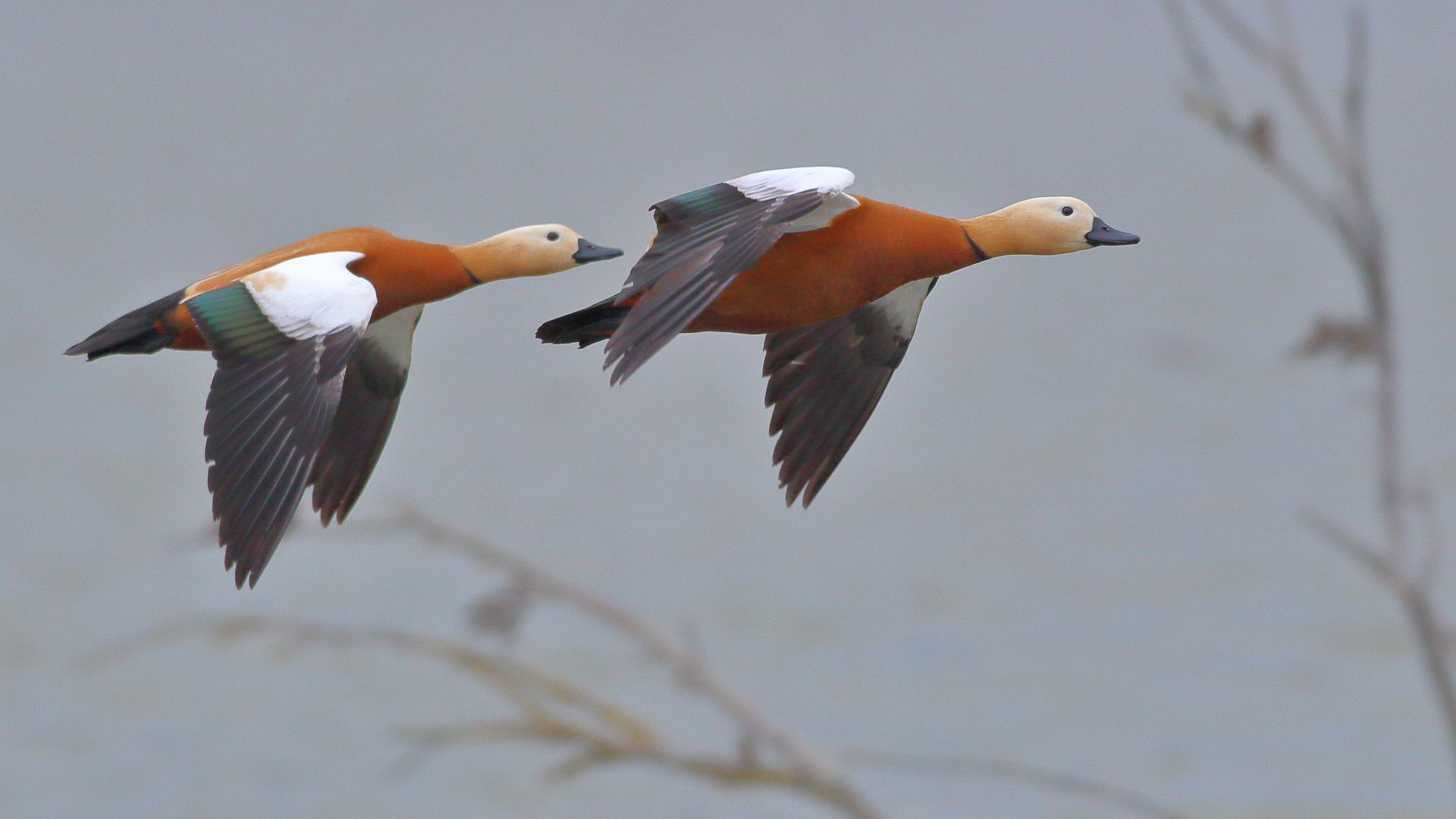 Tarro Canelo, Tadorna Ferruginea