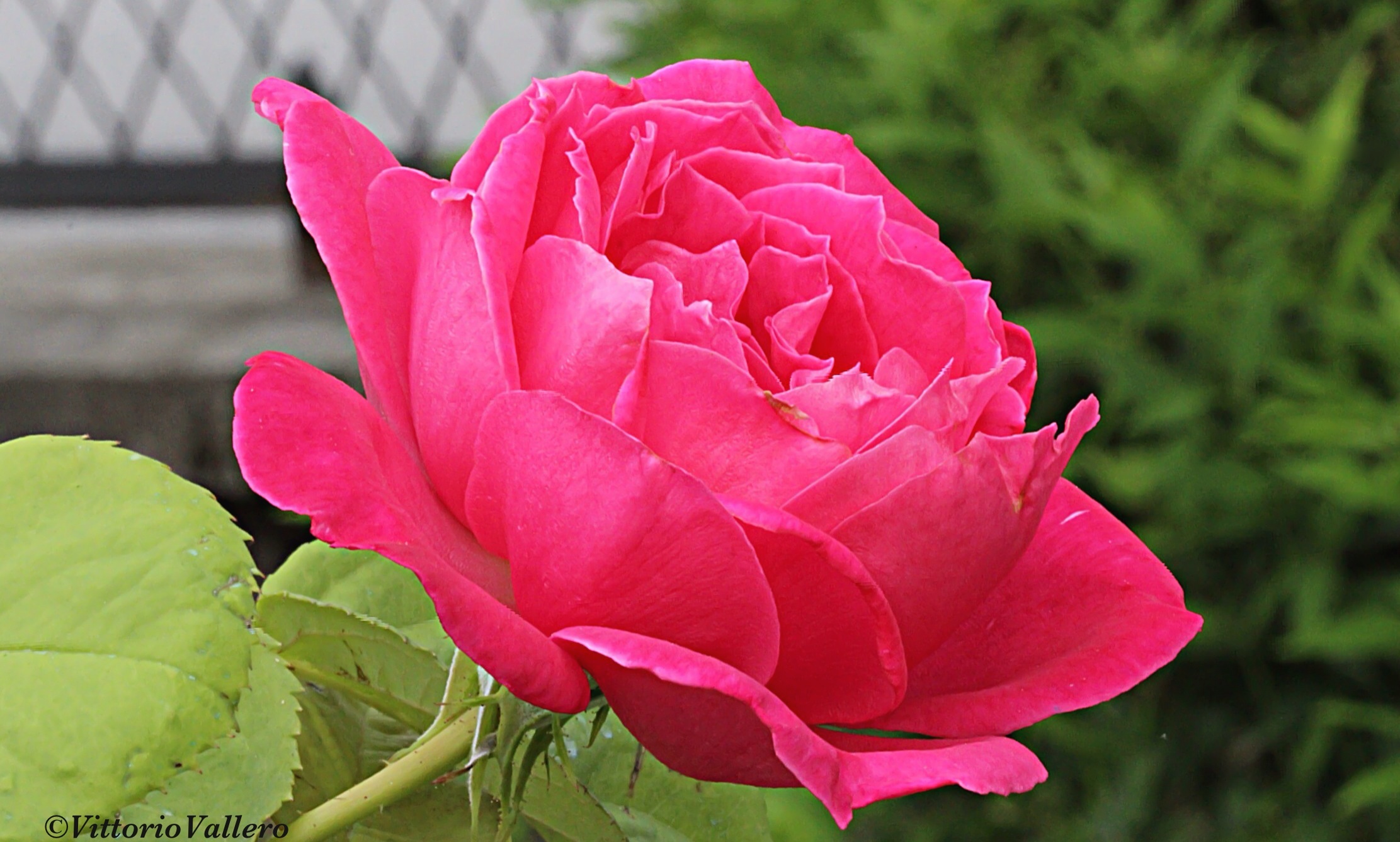 Rosa Rosae, Rosam