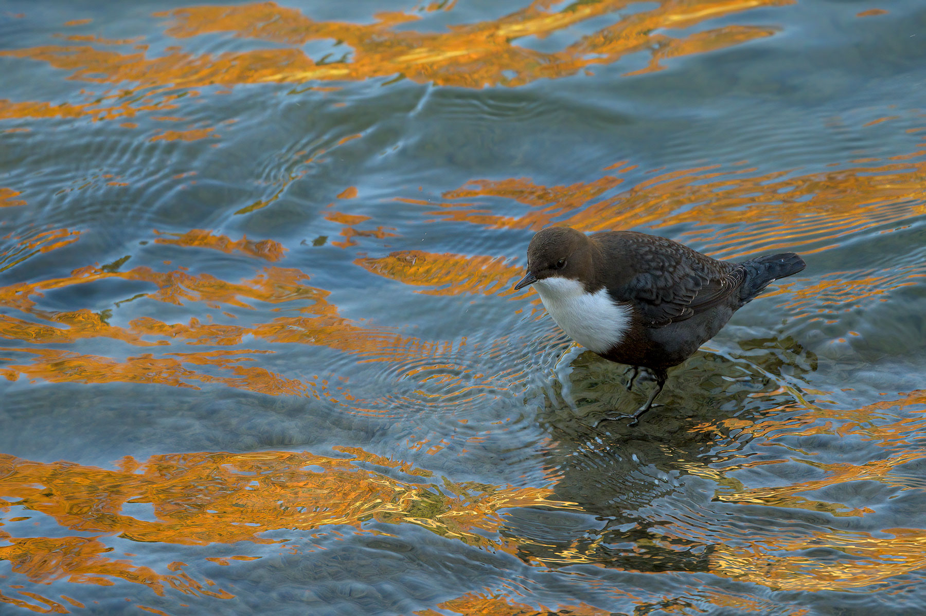 Cinclus cinclus reflex