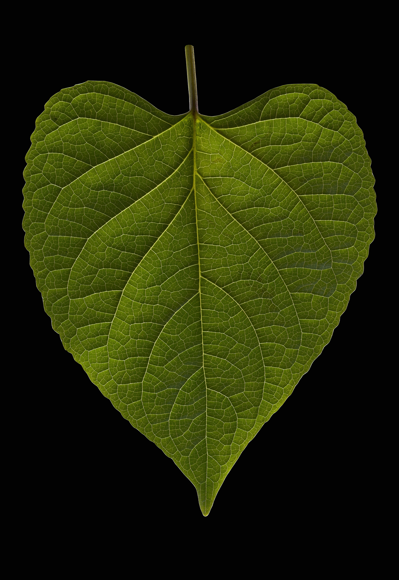 Foglia di Catalpa...