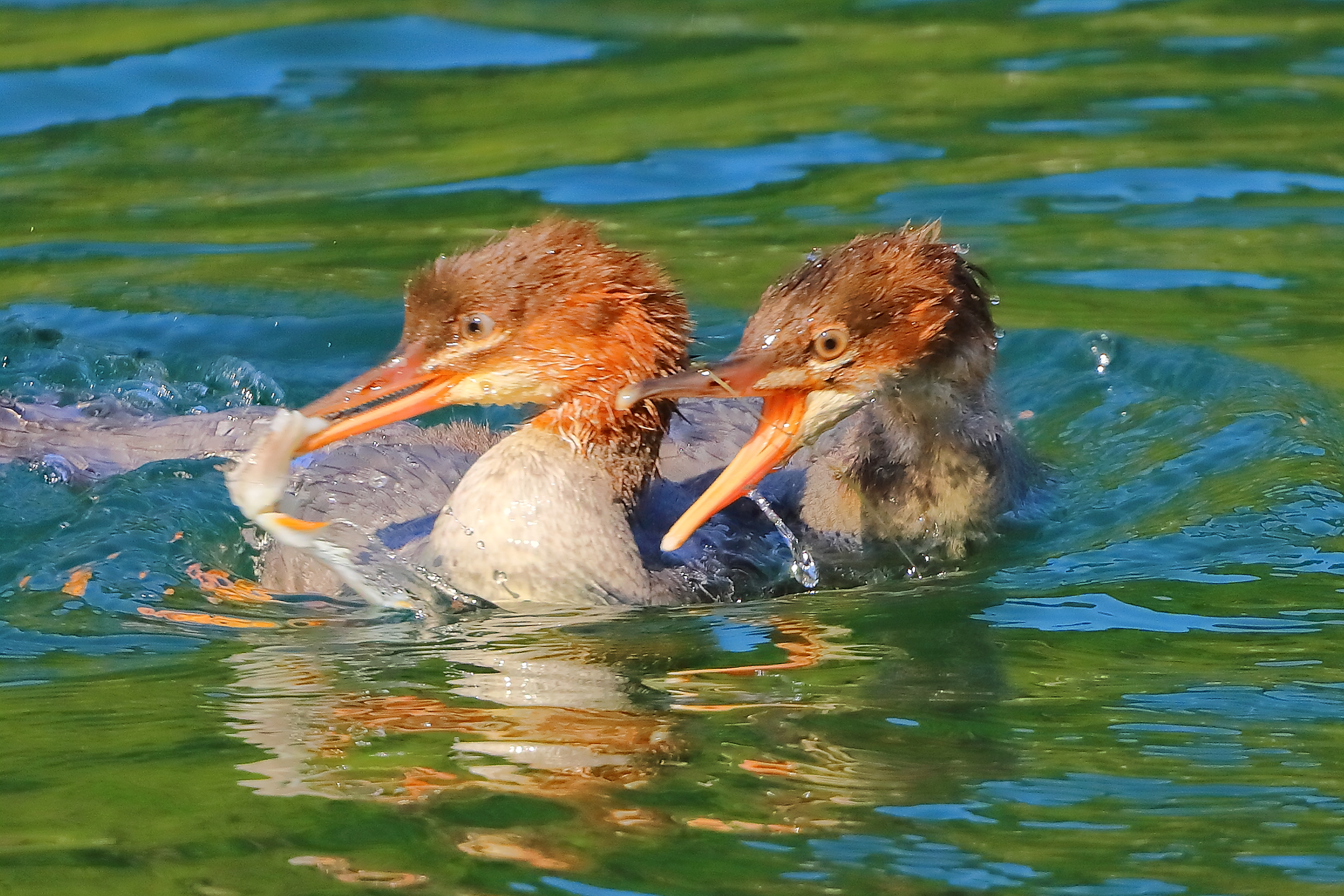 Smerghi J 10 luglio 2025 - 0139