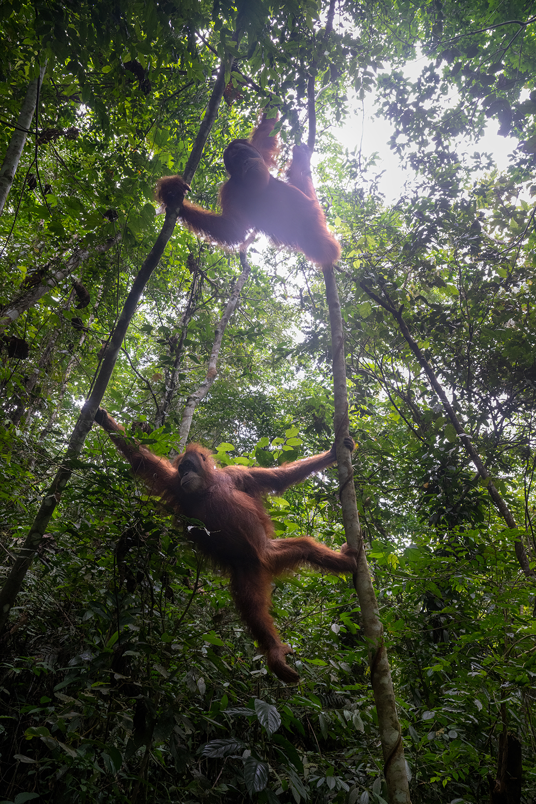 Bond between female orangutan and young male in g