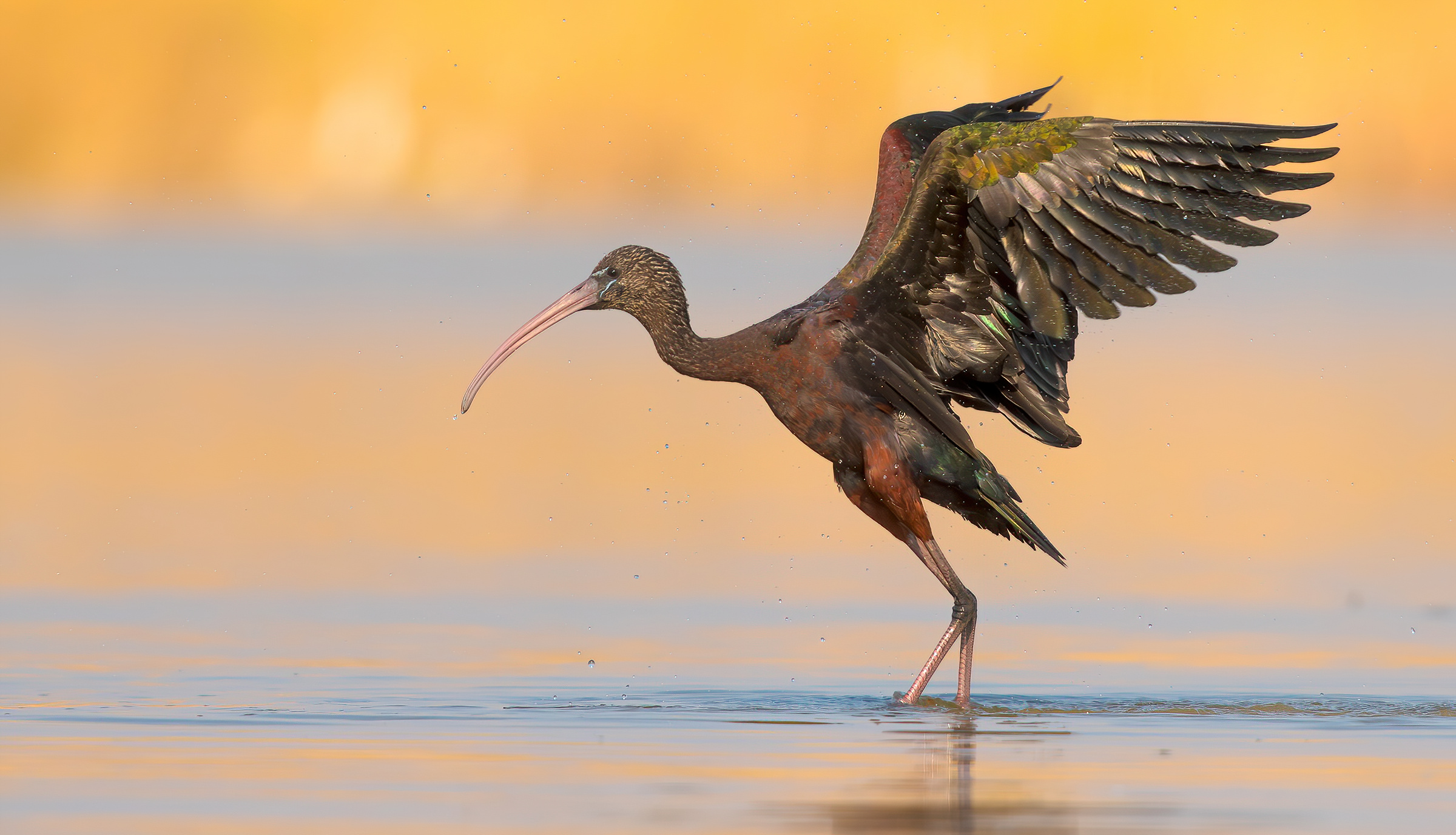 glossy ibis