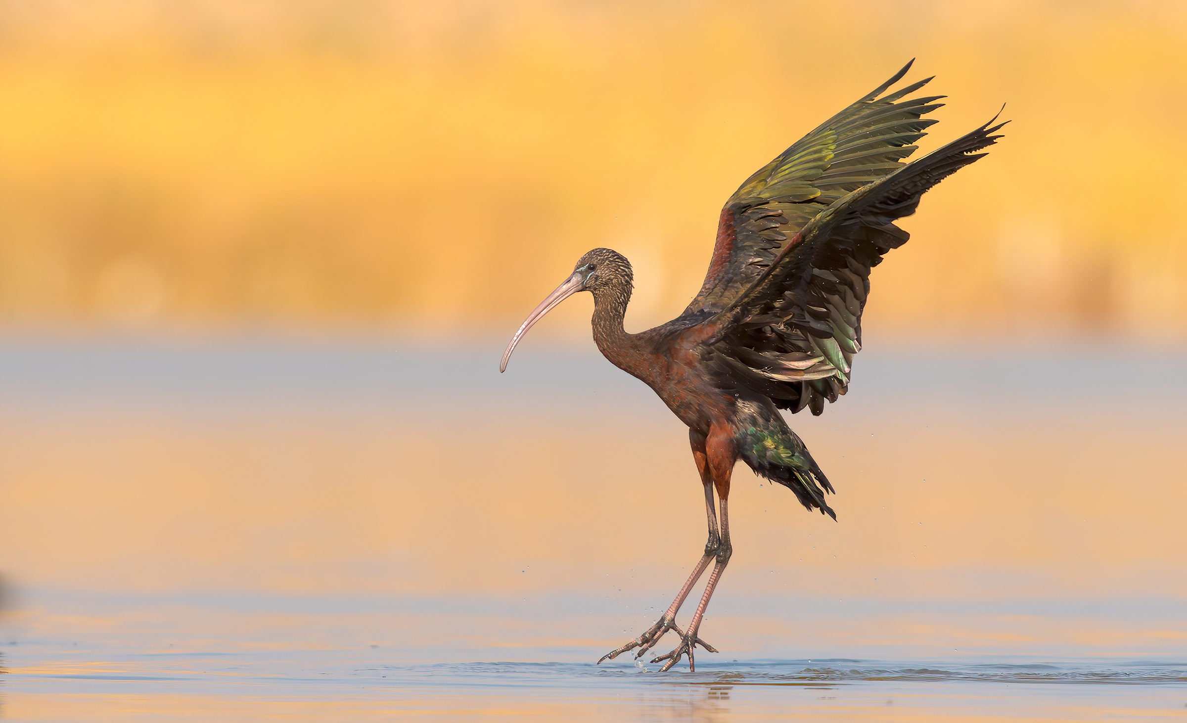 glossy ibis