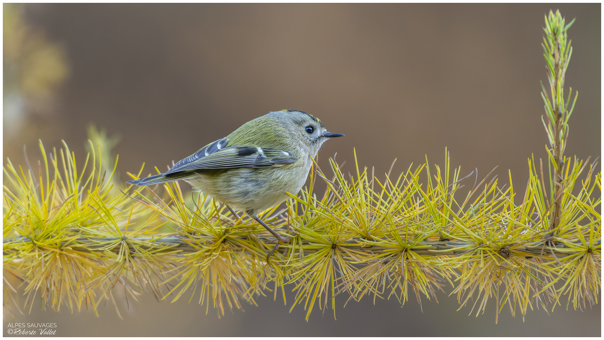 When small is beautiful