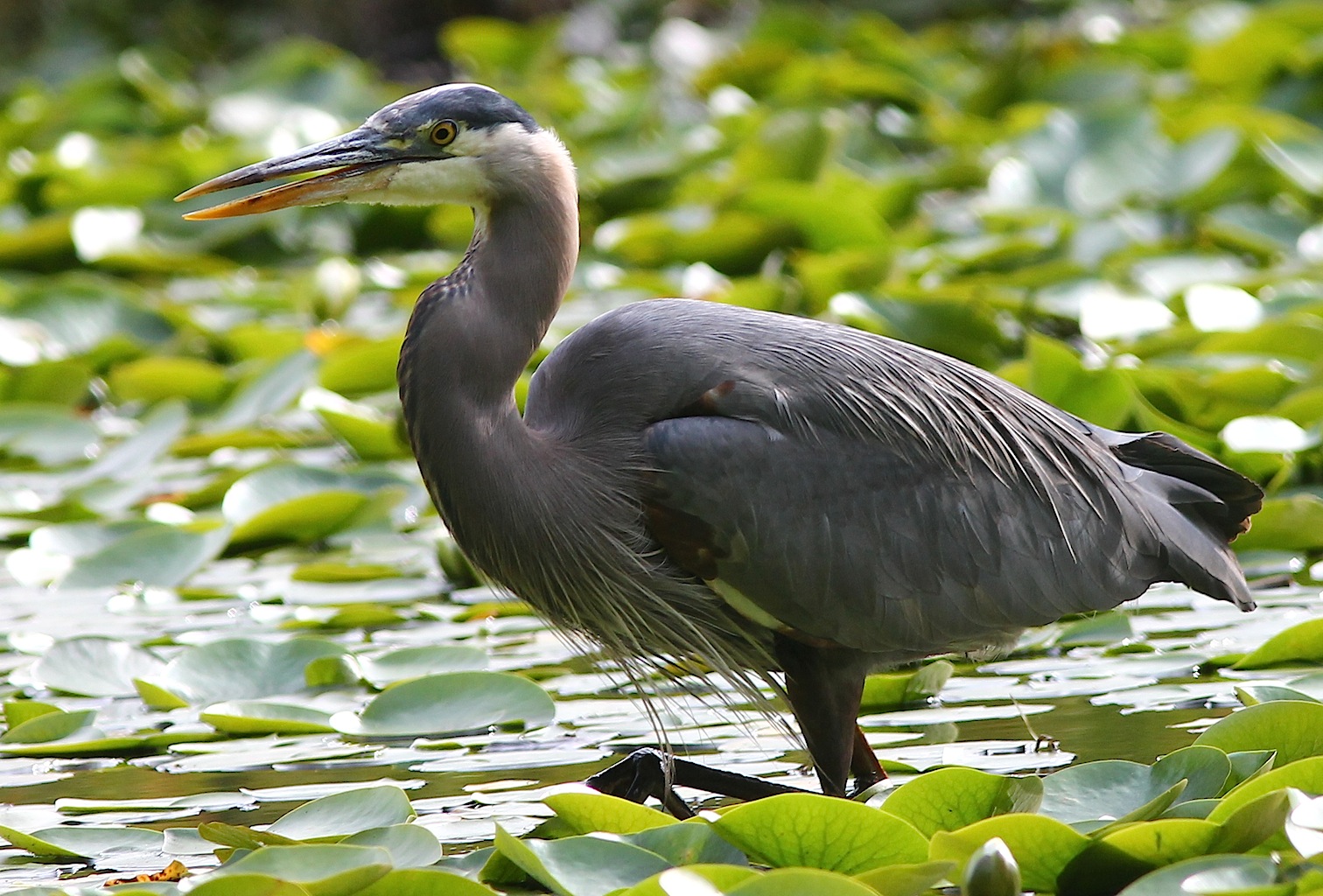 Airone Azzurro Maggiore