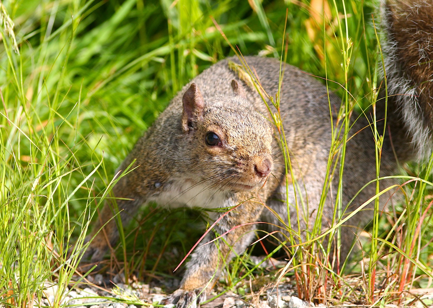 Scoiattolo Douglas '