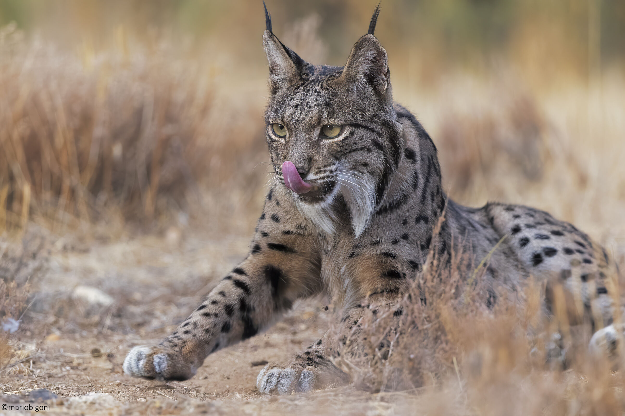 Lince pardina