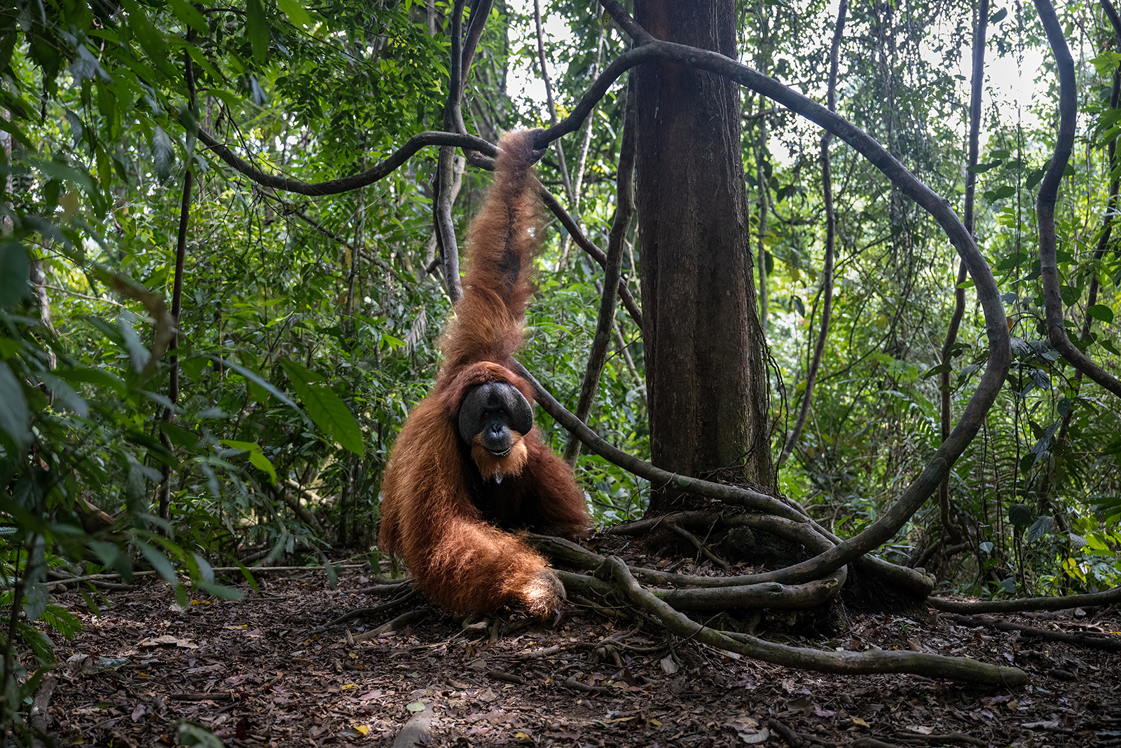 Male Orangutan in the forests of Sumatra