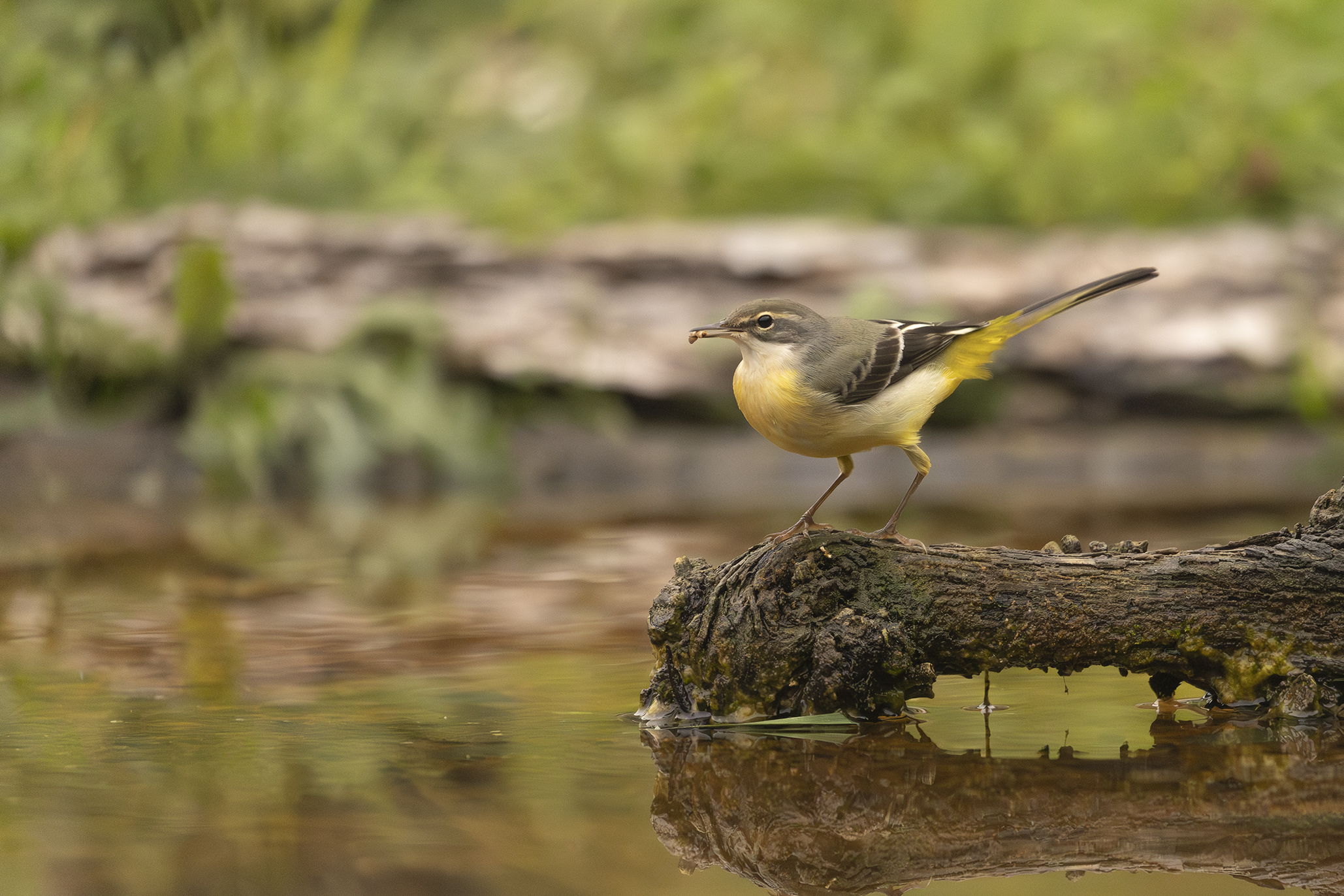 Yellow Ballerina with Prey