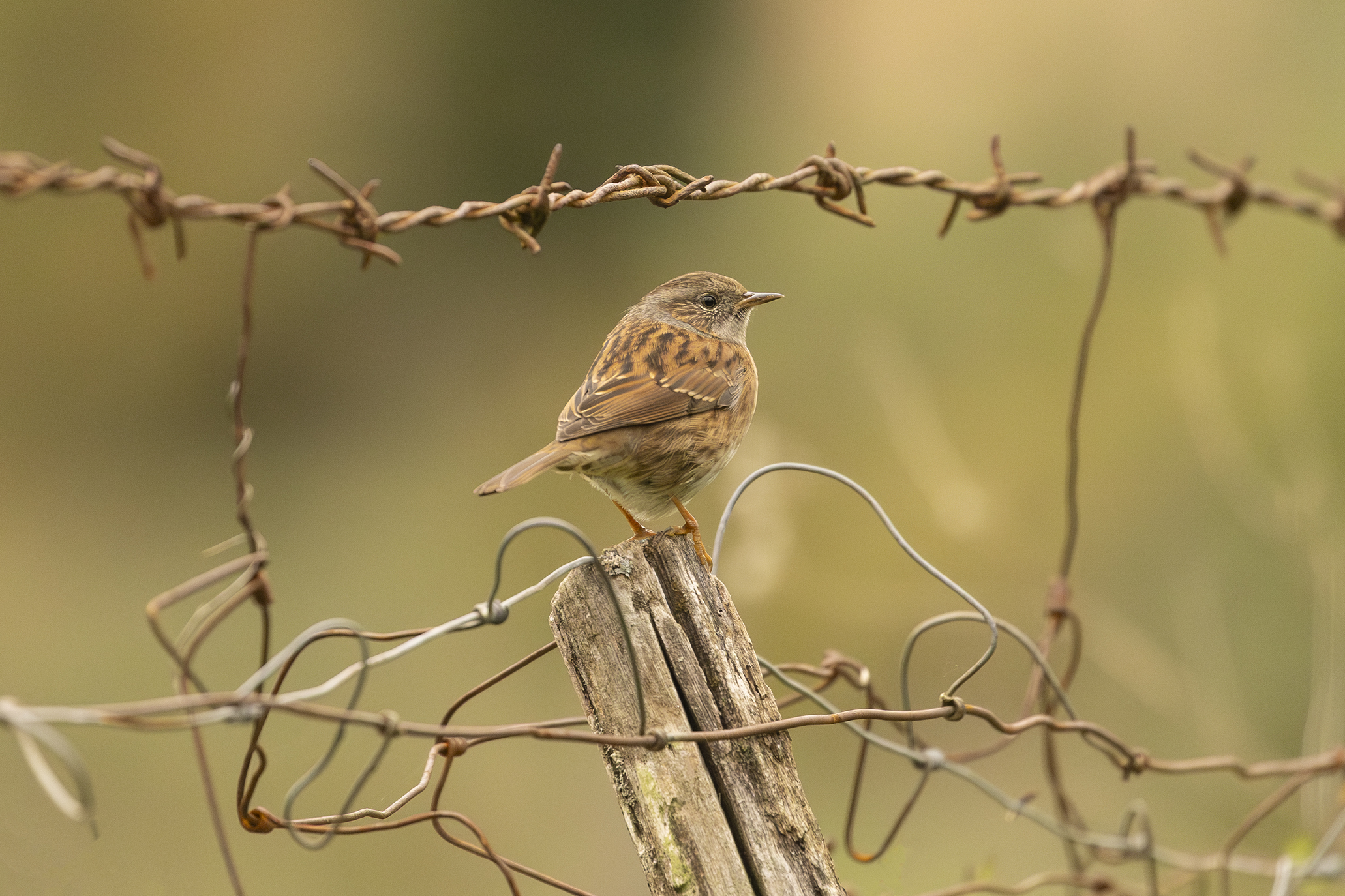 Dunnock