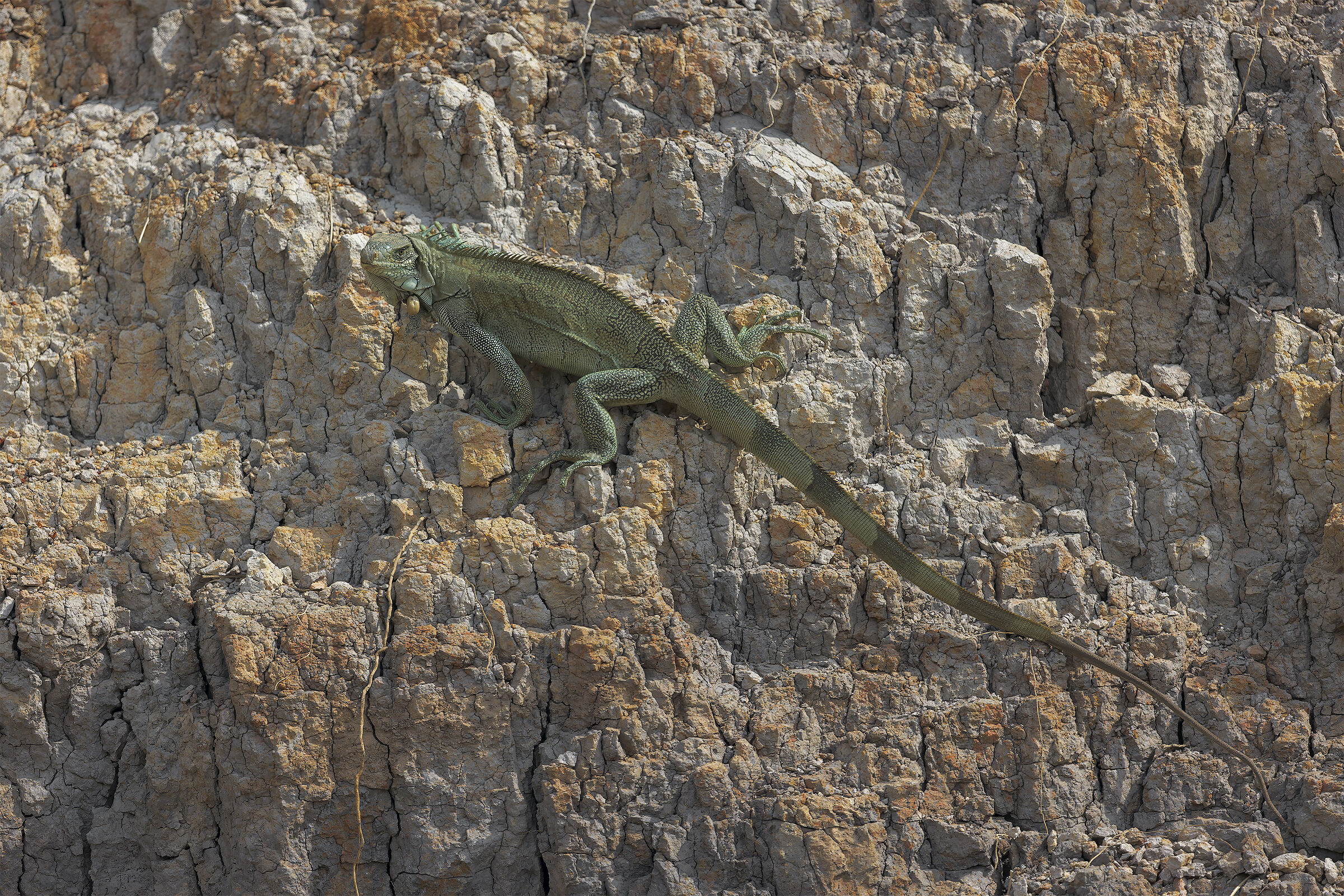 Iguana