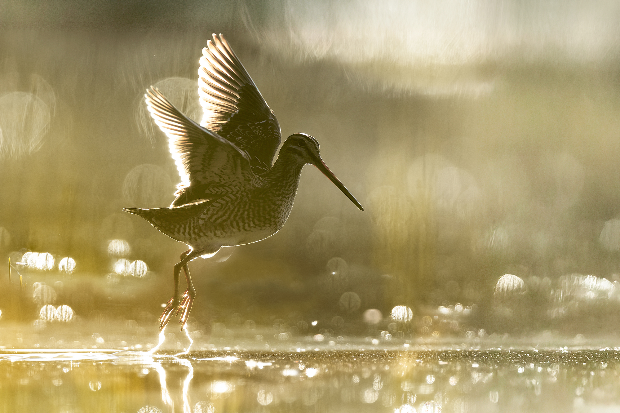 Snipe fledging against the light in the evening