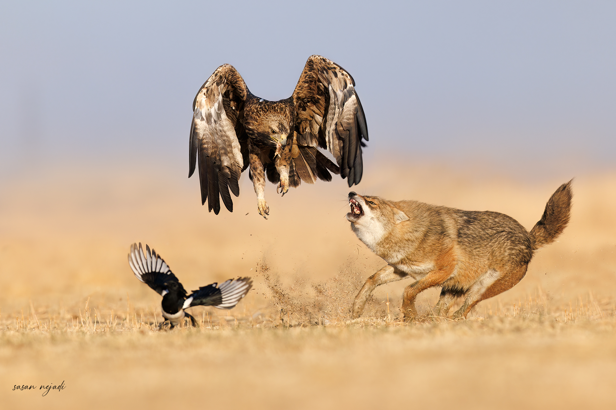 battle between the jackal and the eagle