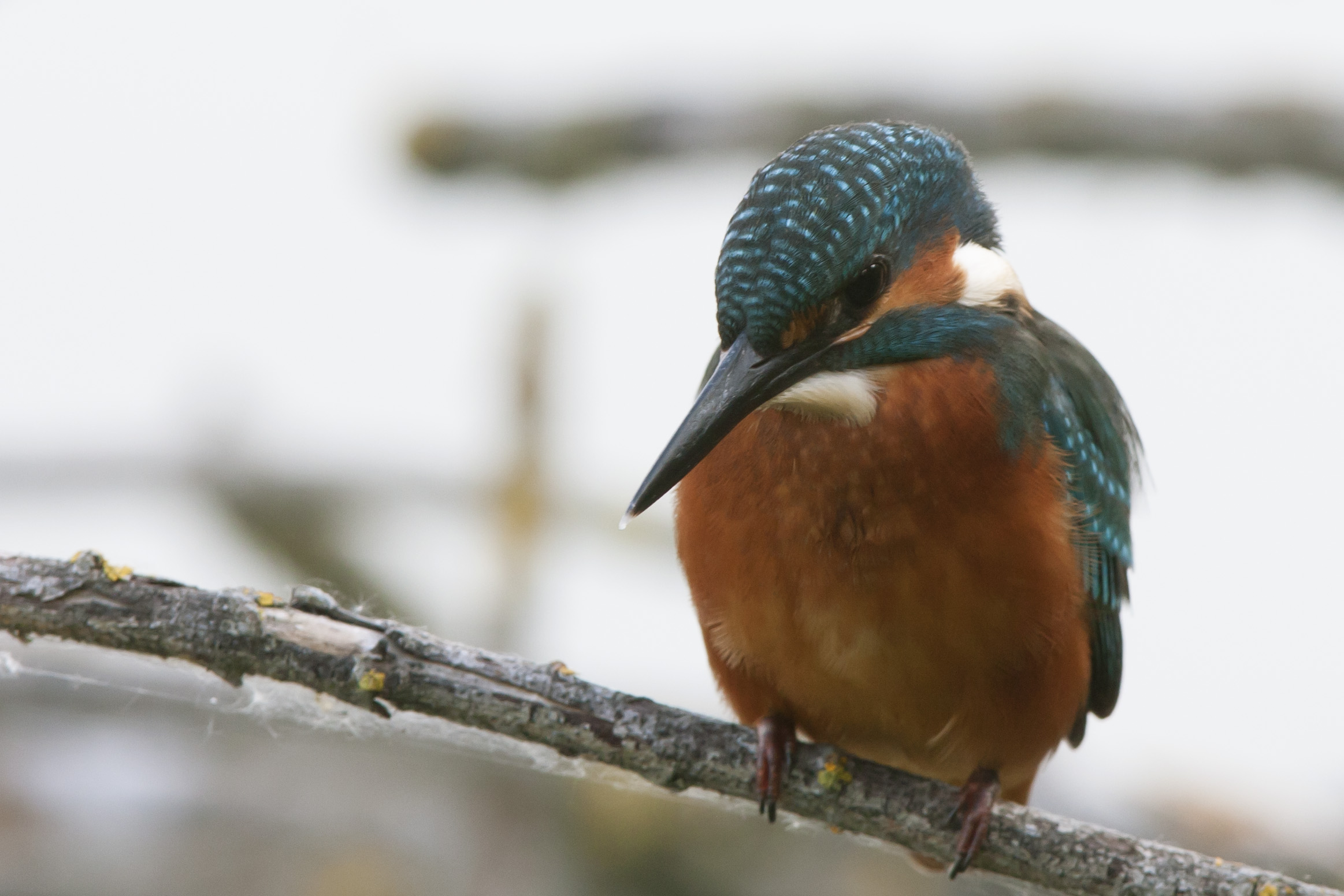 Kingfisher to Parma Torrile