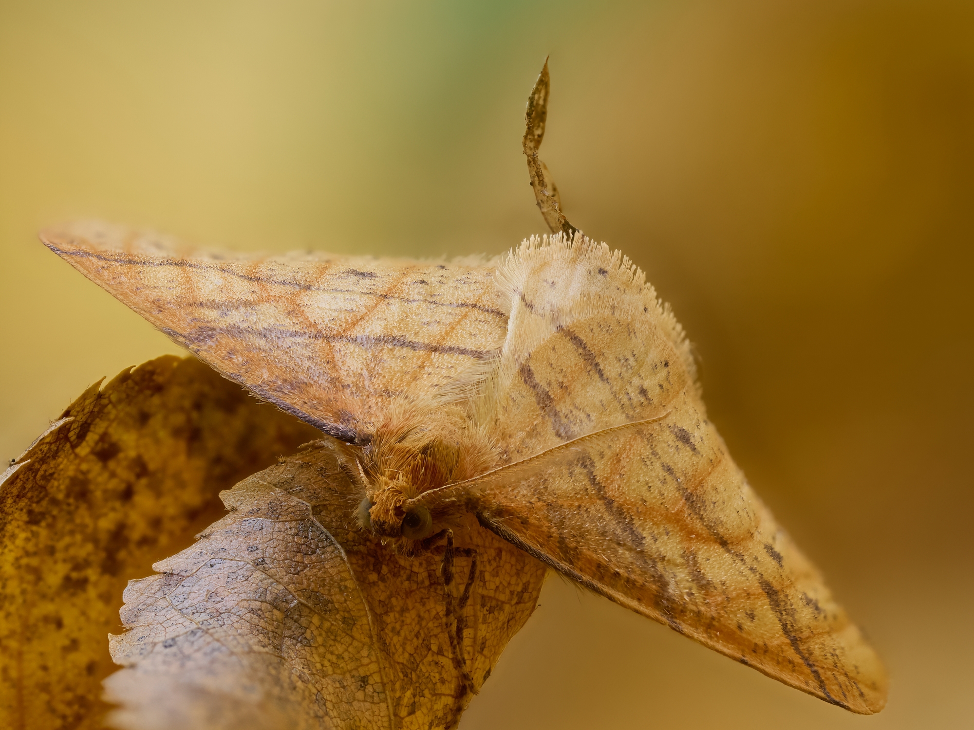 Agriopis aurantiaria