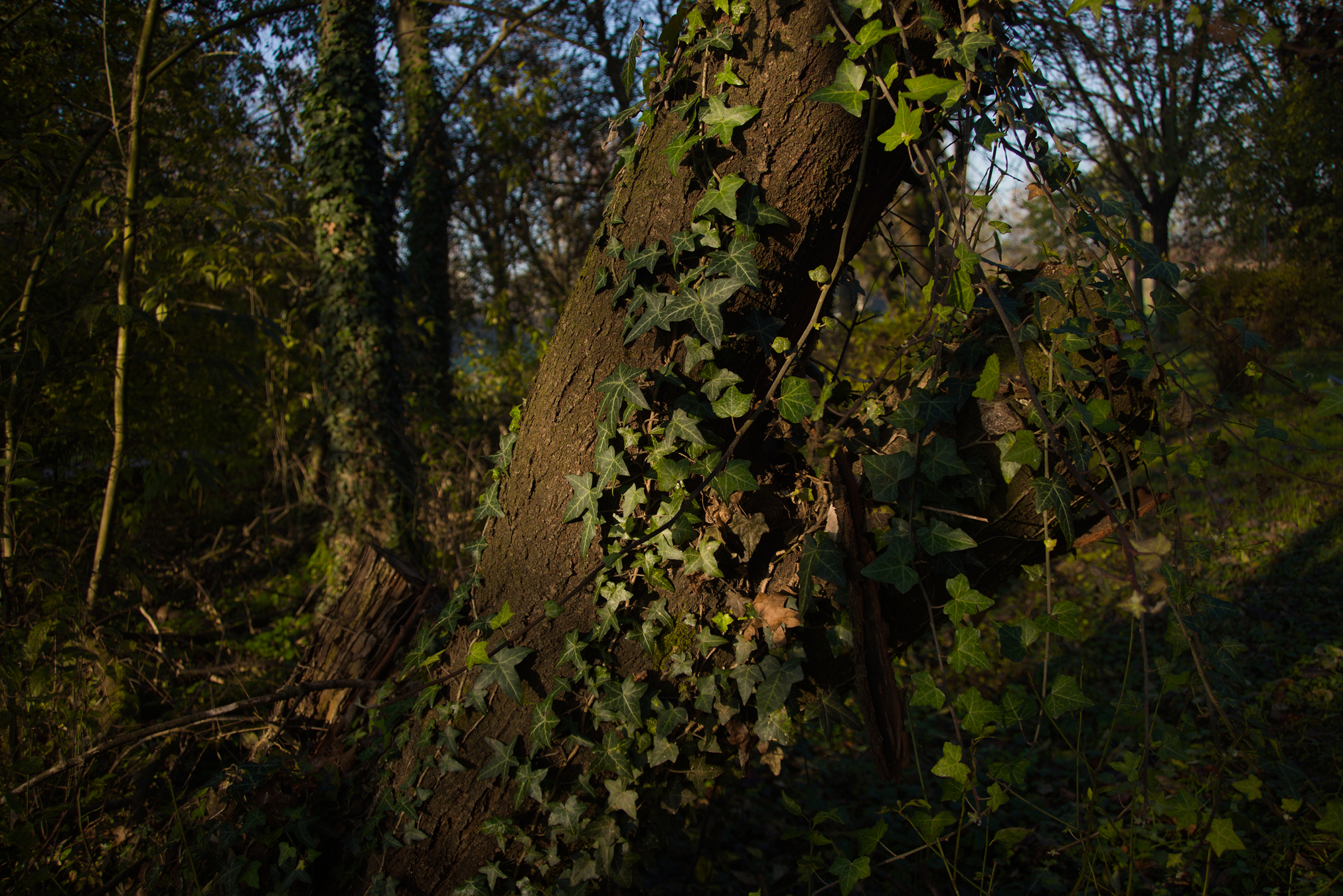 Dettagli, Parco Nord Milano