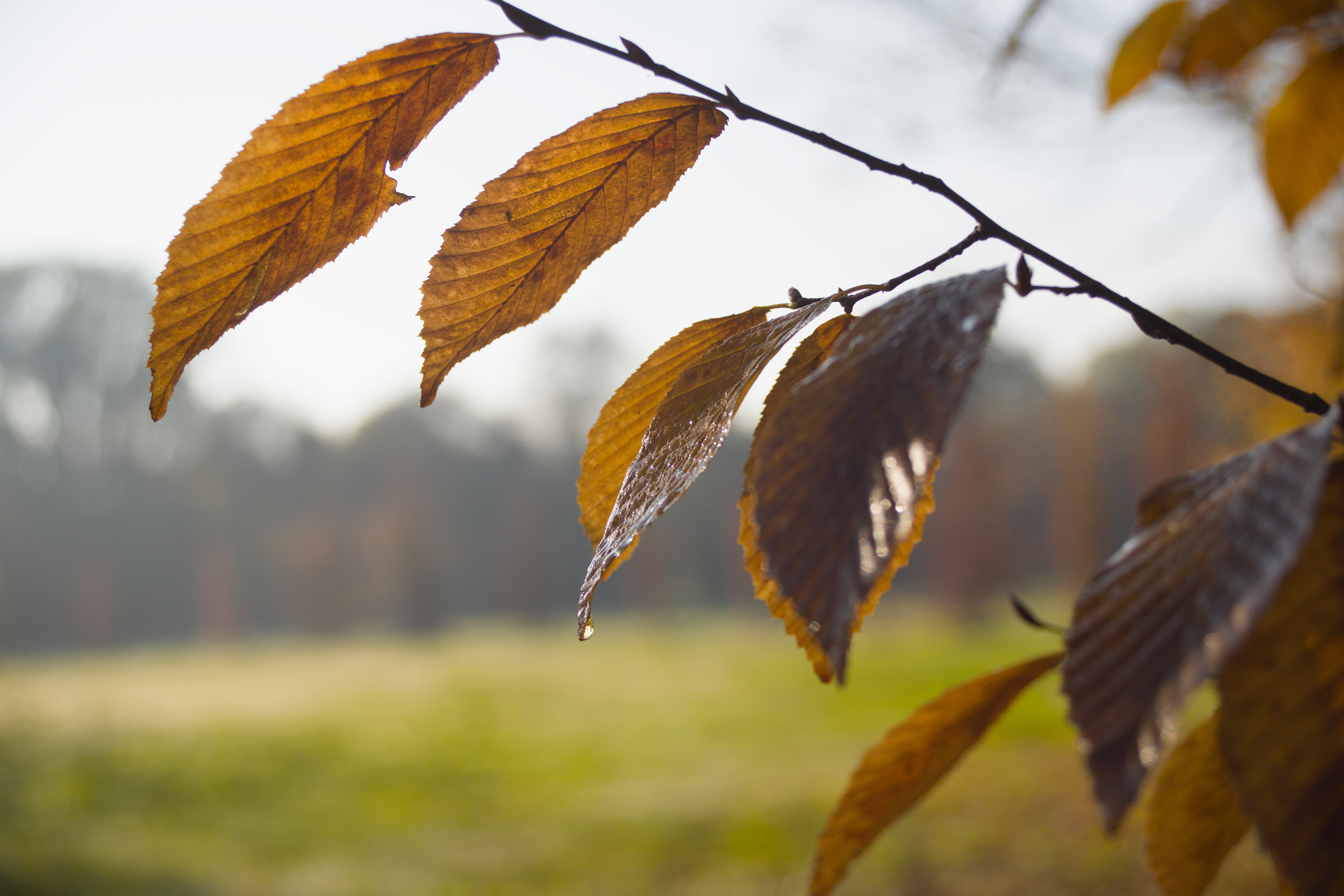 Dettagli, Parco Nord Milano