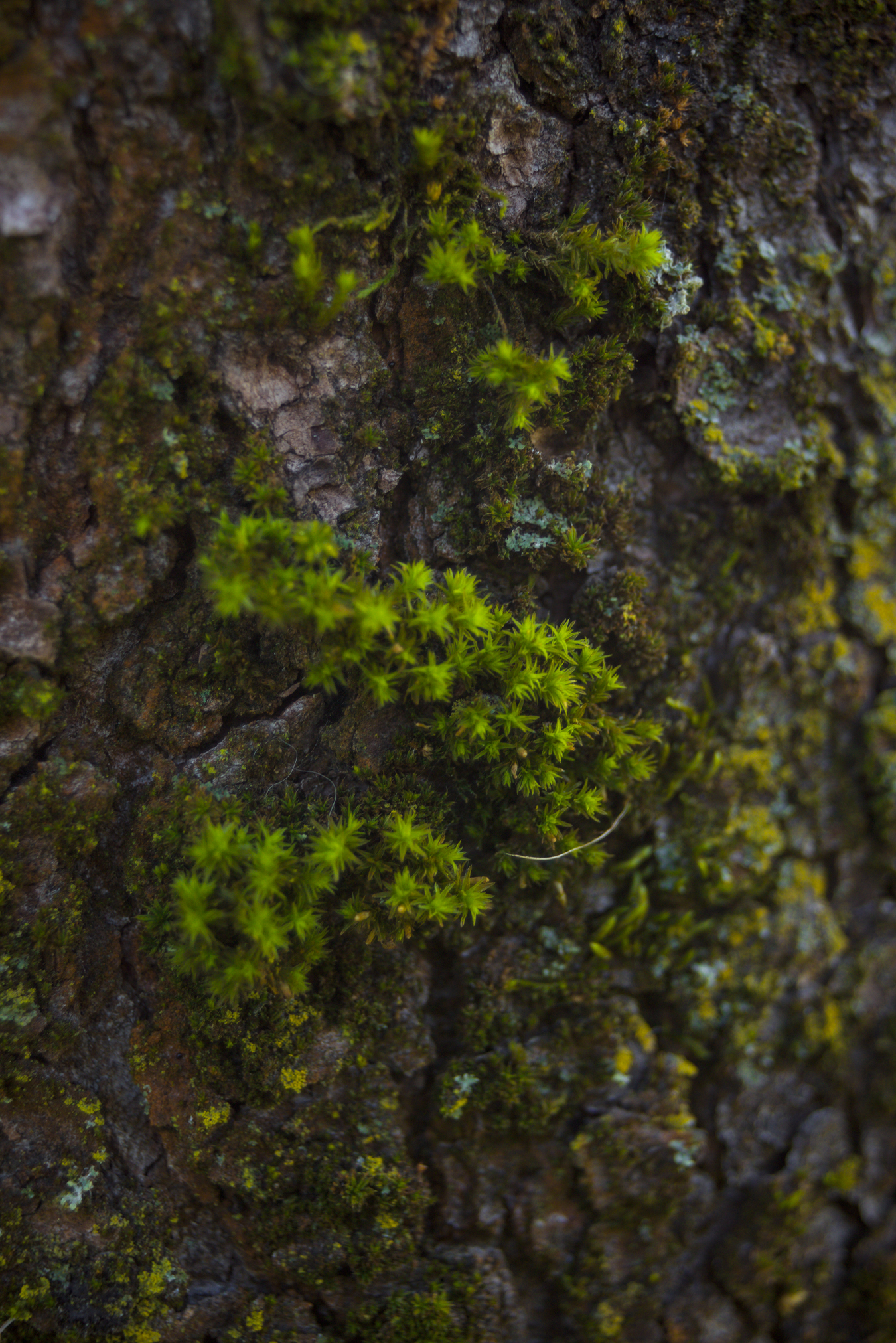 Dettagli, Parco Nord Milano