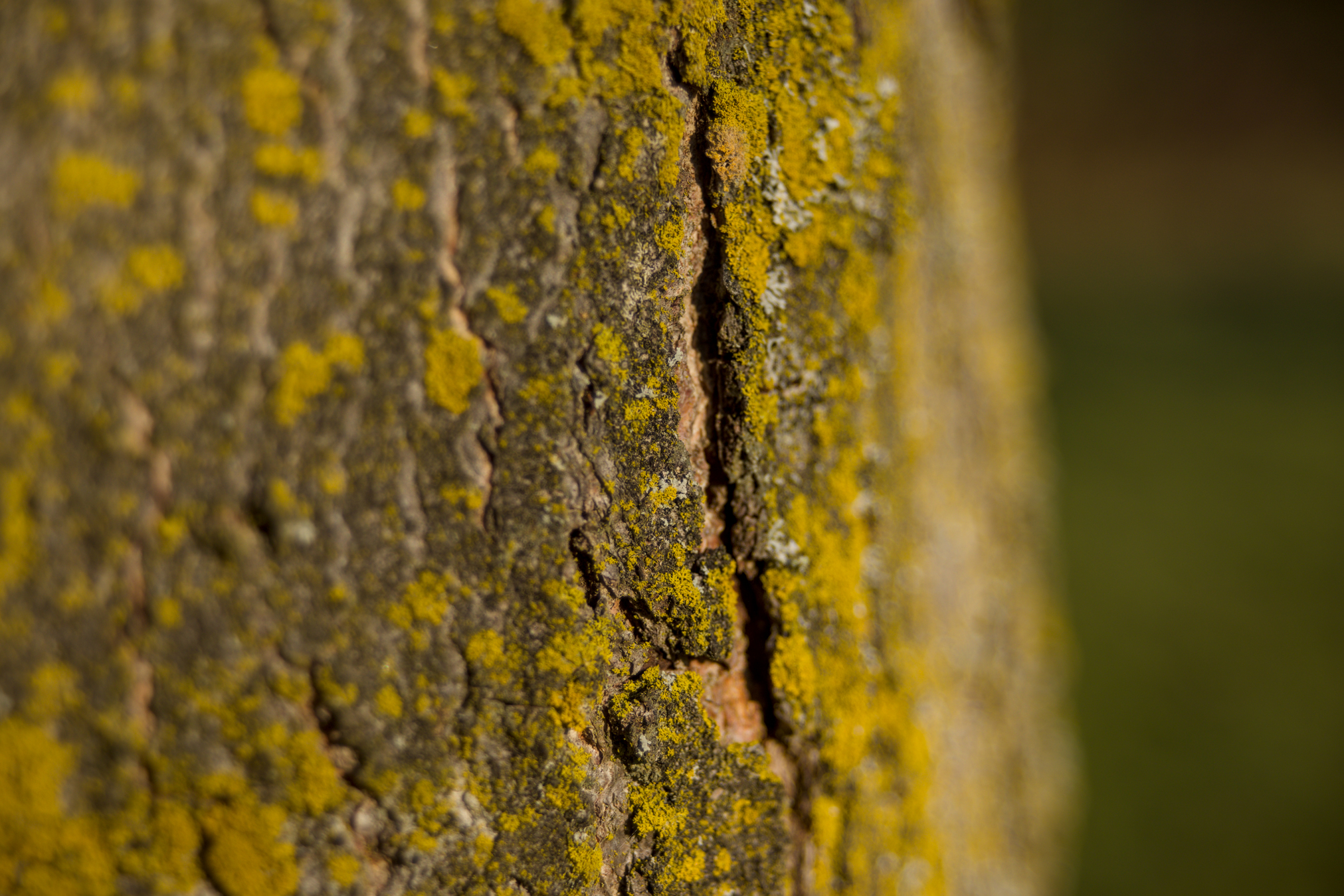 Dettagli, Parco Nord Milano