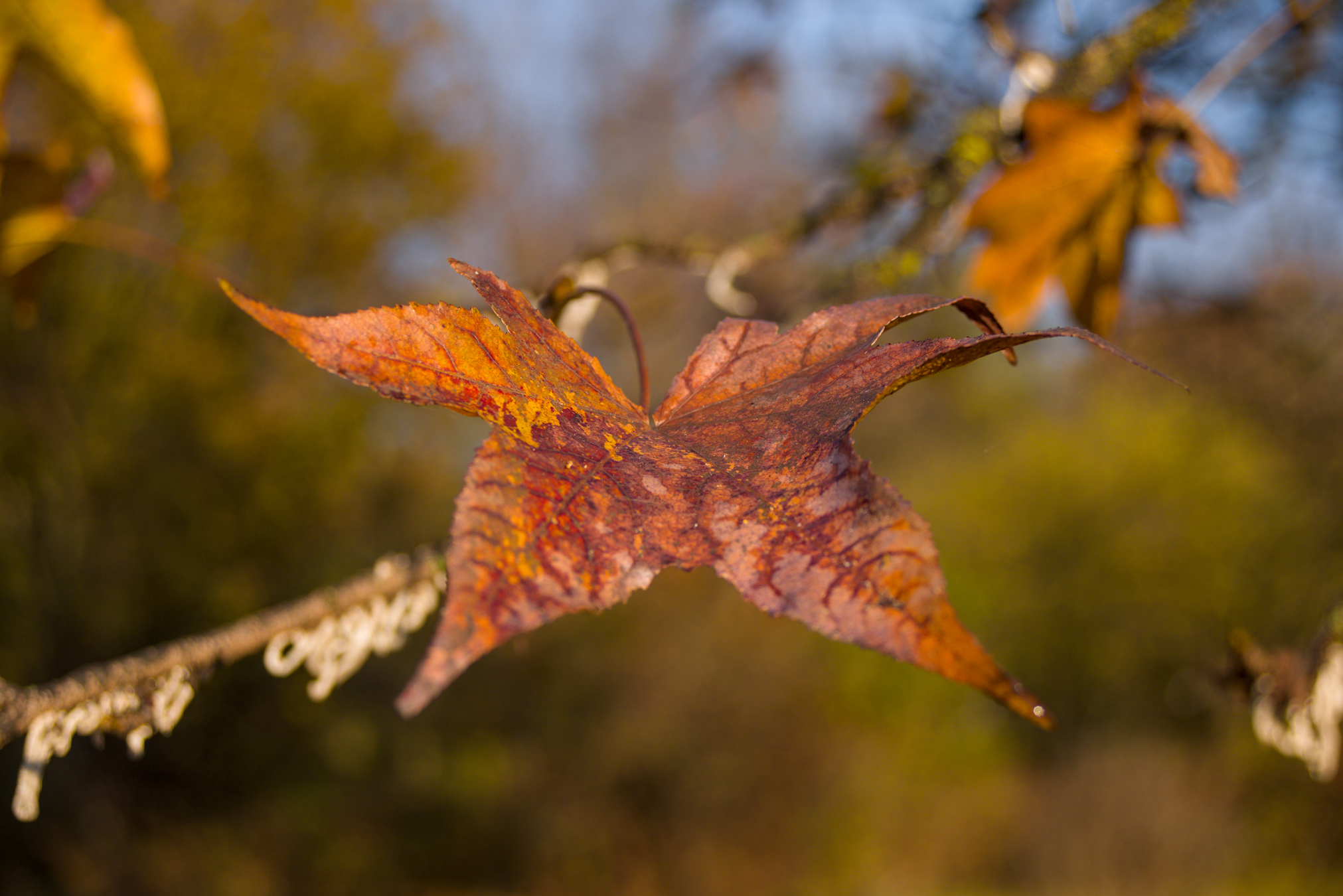 Dettagli, Parco Nord Milano